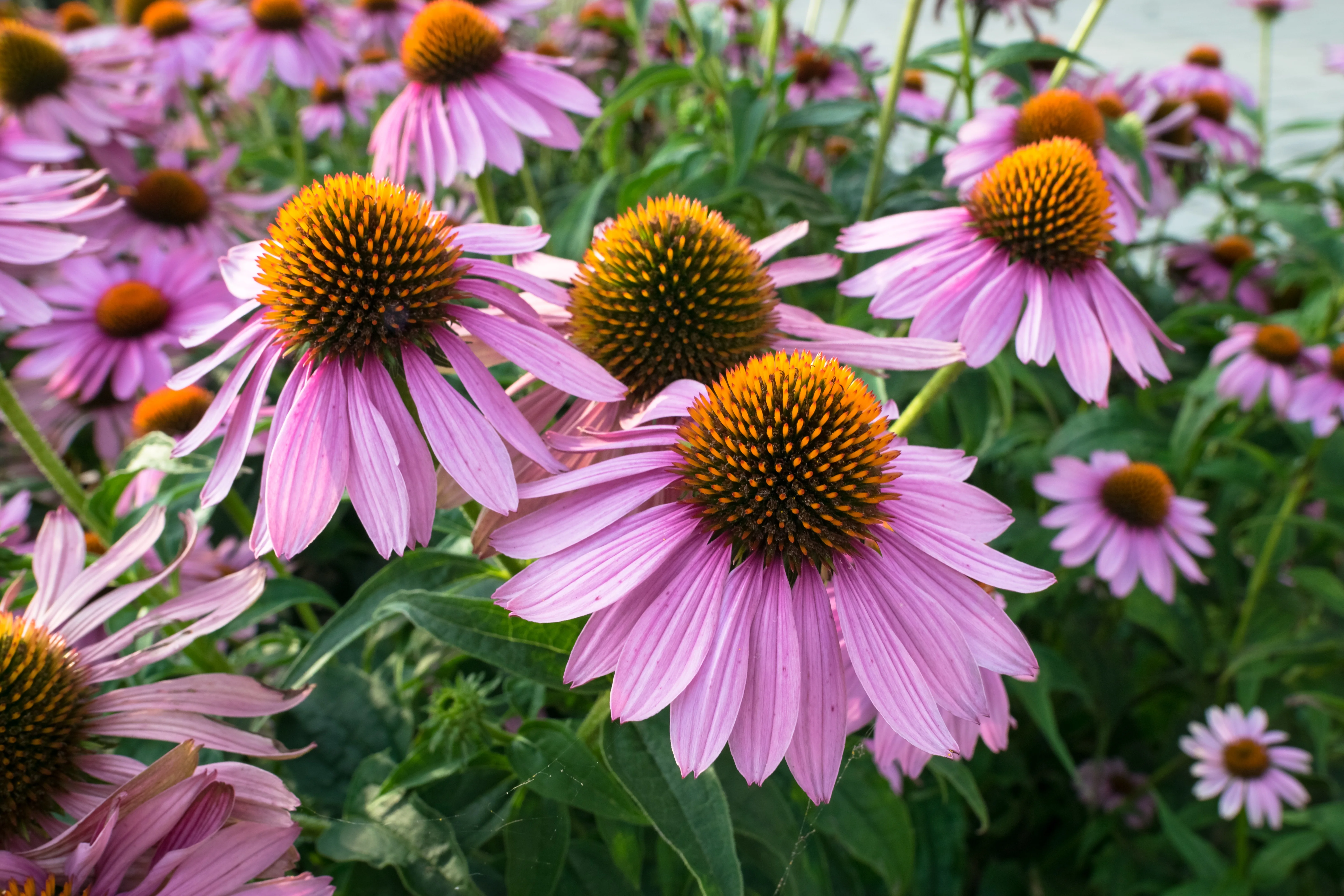 Purple Coneflower 2 Purple Coneflower