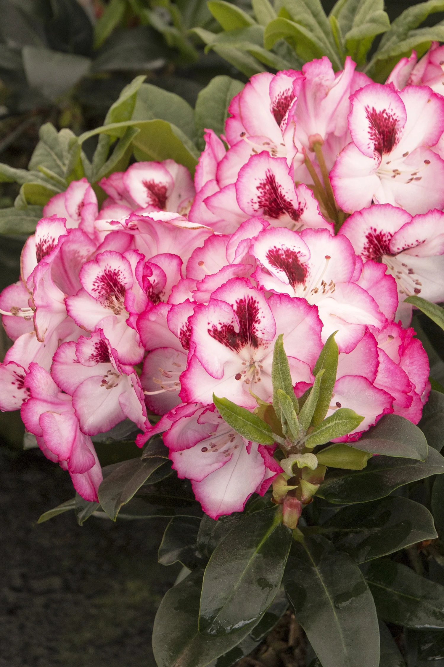 Cherry Cheesecake Rhododendron 2 Cherry Cheesecake Rhododendron