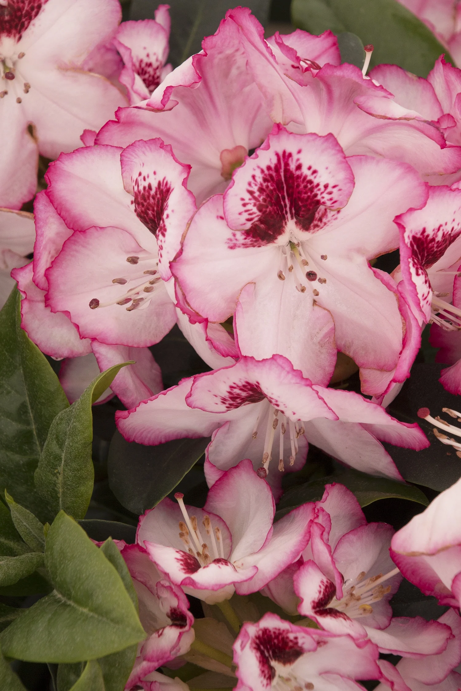 Cherry Cheesecake Rhododendron 2 Cherry Cheesecake Rhododendron