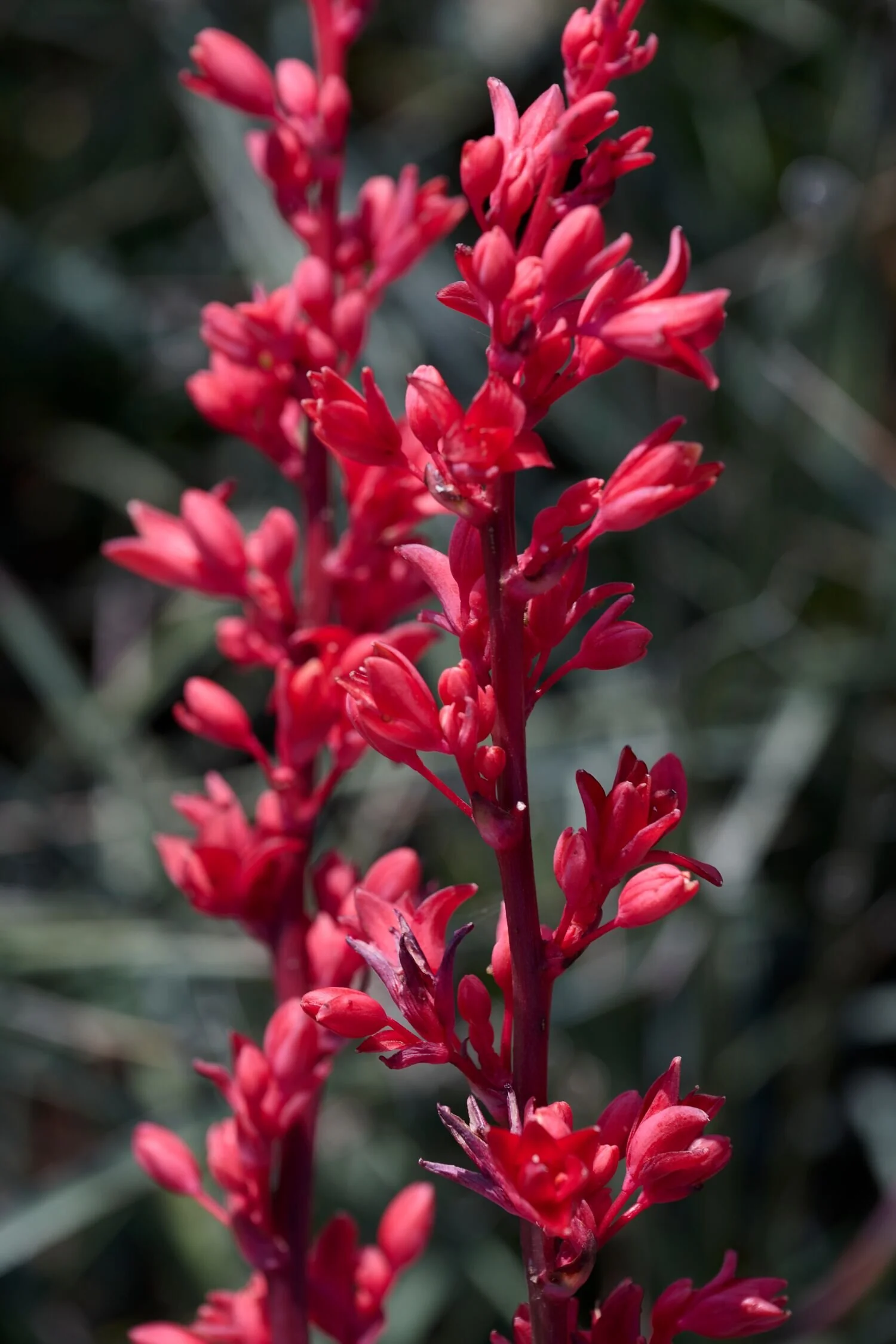Stoplights Red Yucca 4 Stoplights Red Yucca