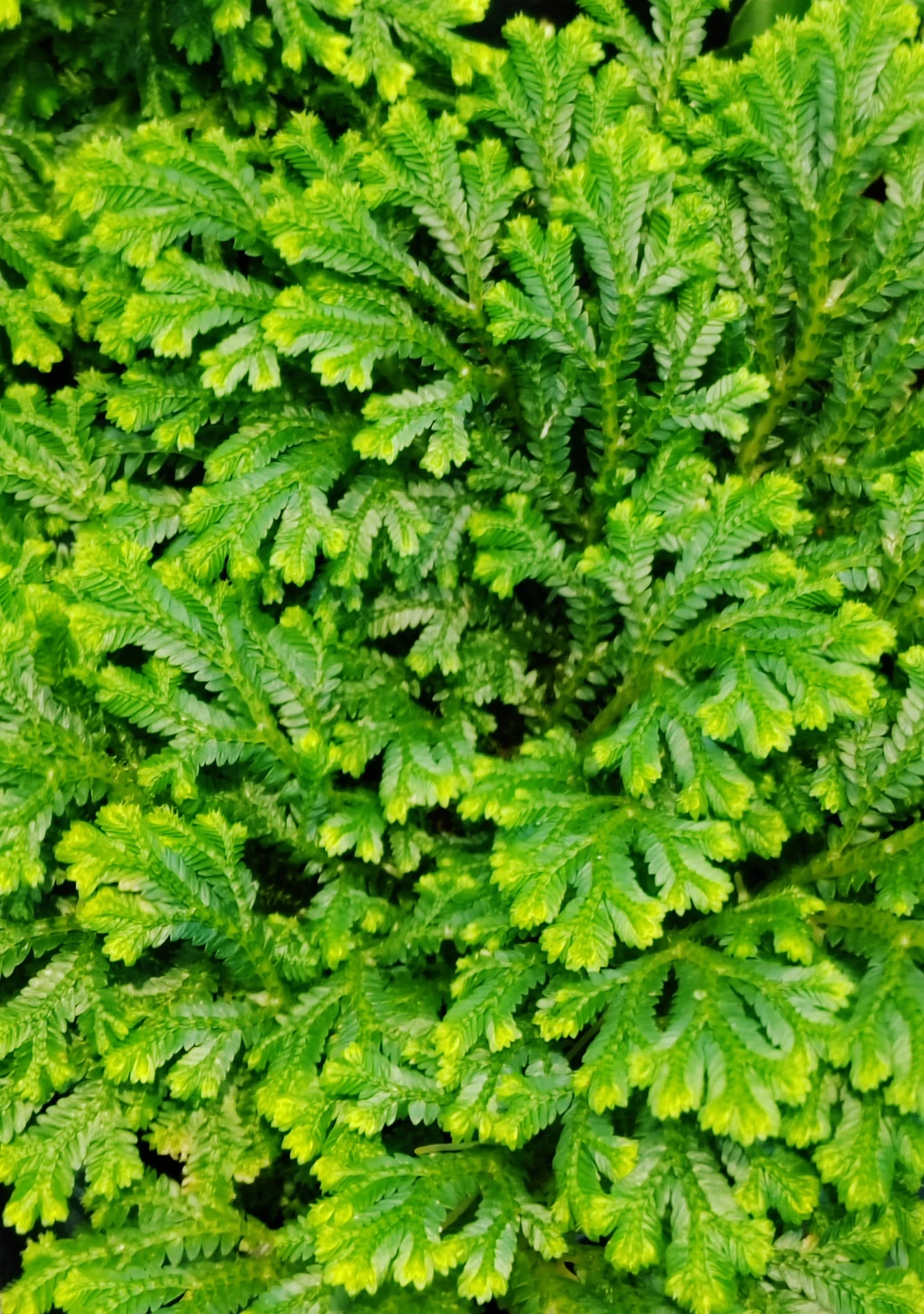 Emmeliana Spikemoss