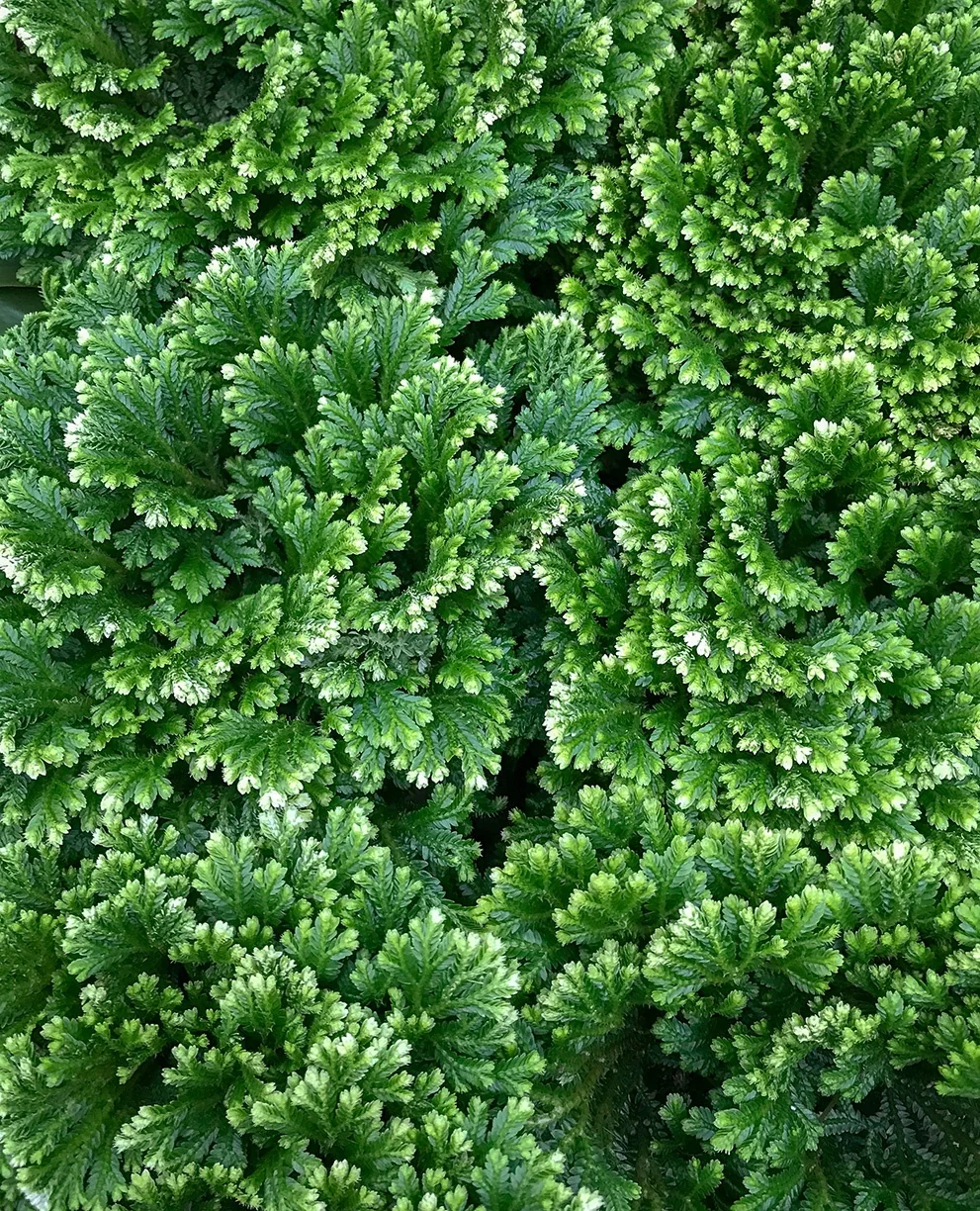 Frosty Spikemoss
