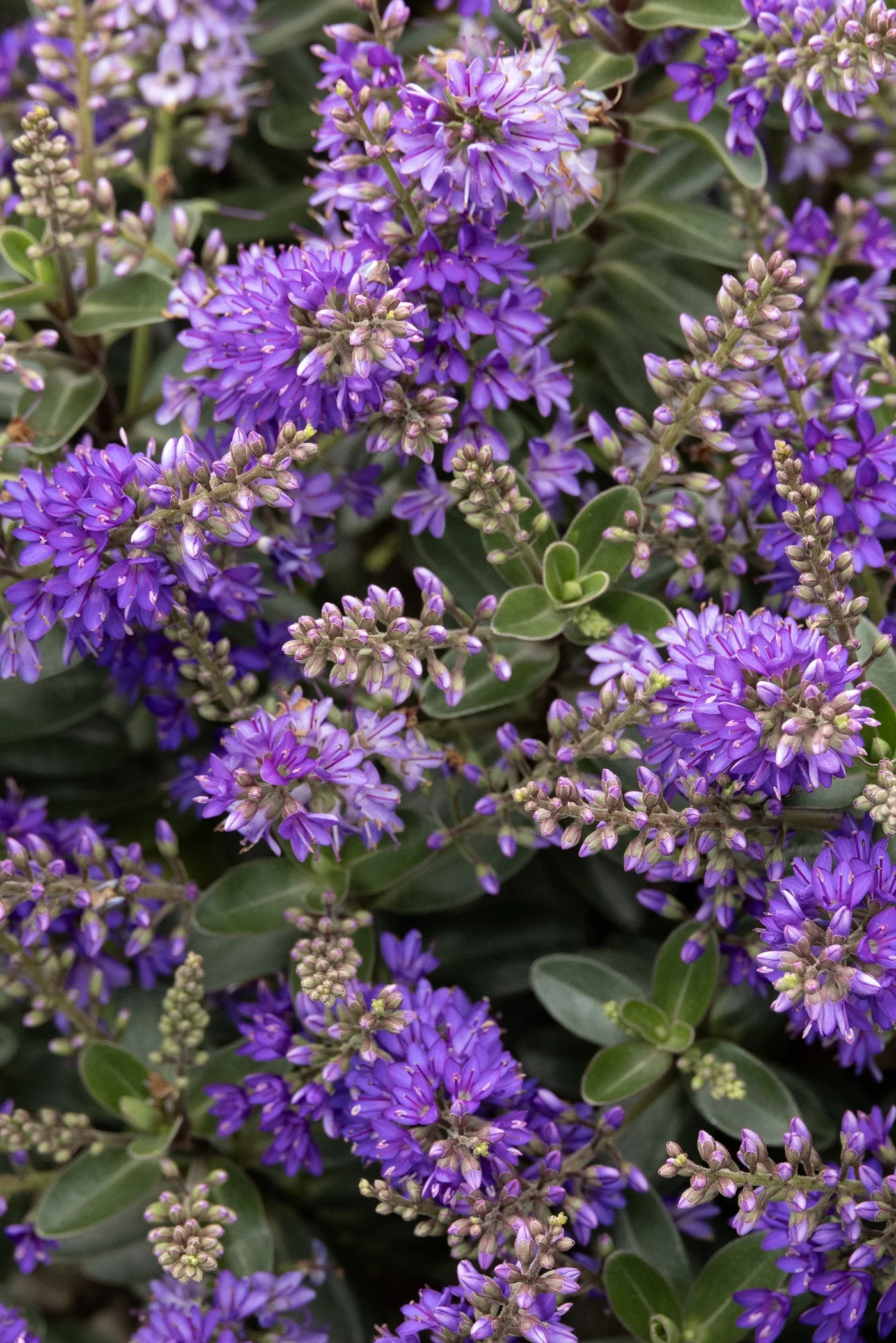 Amethyst Shore™ Hebe 3 Amethyst Shore™ Hebe
