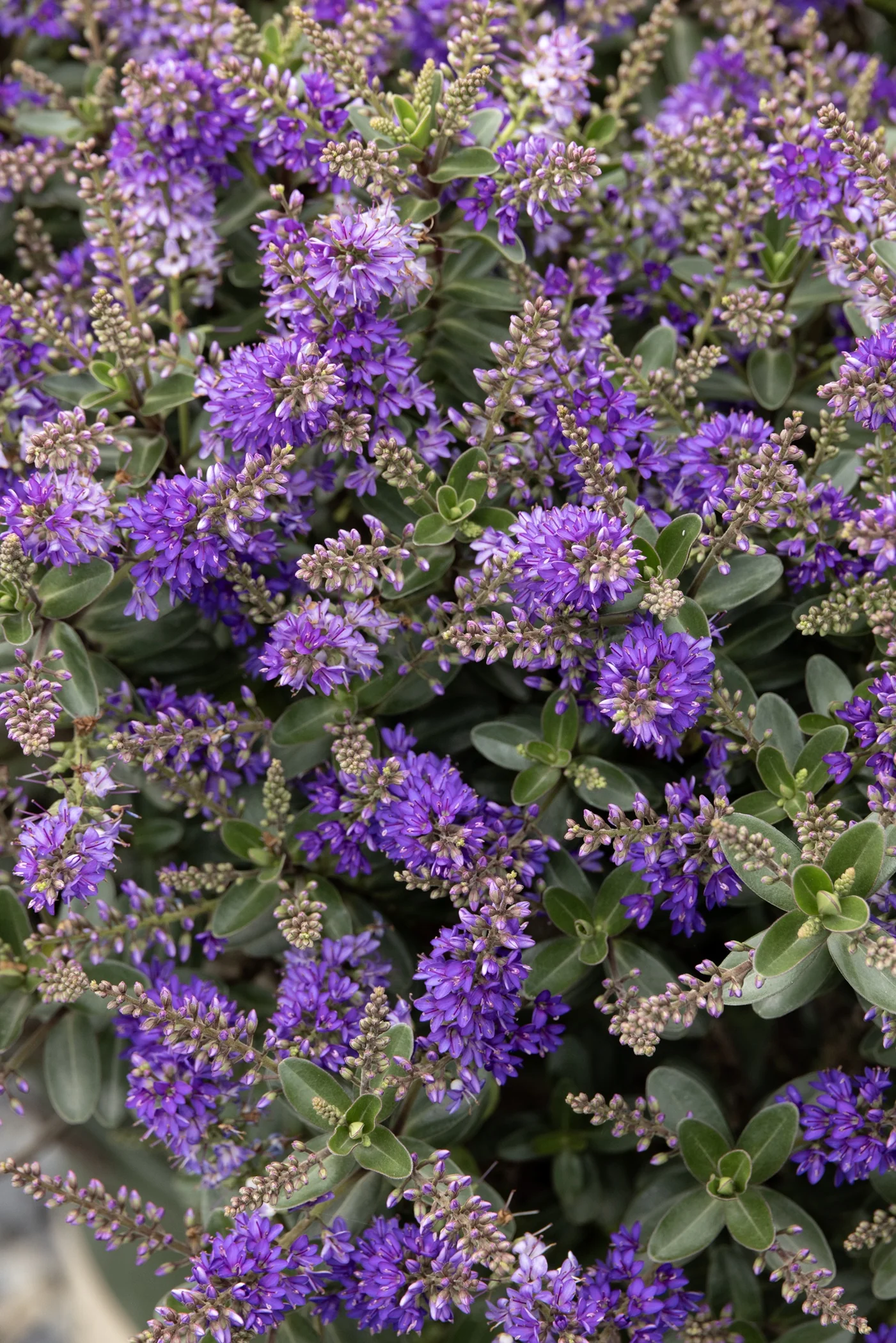 Amethyst Shore™ Hebe