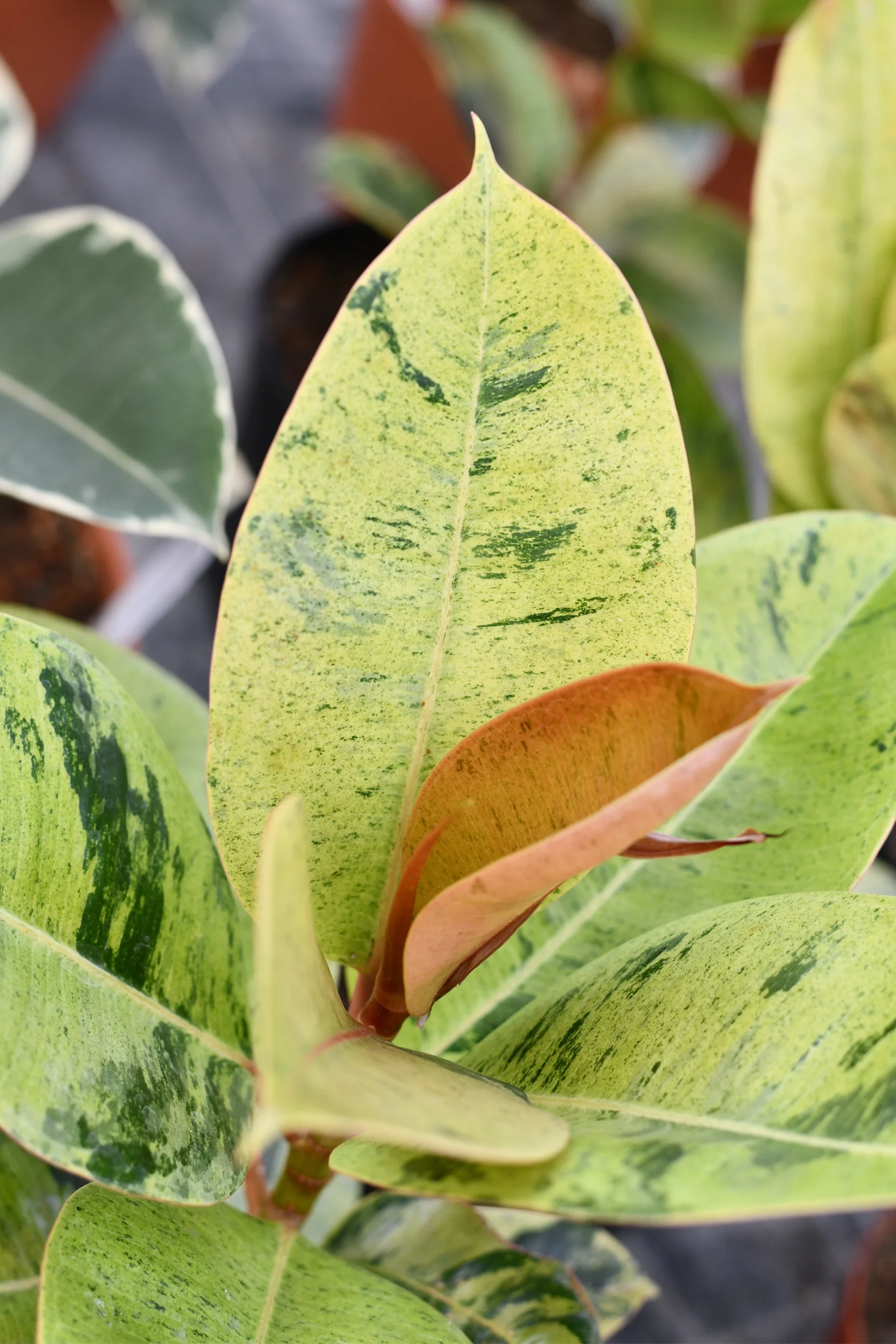 Shivereana Rubber Plant