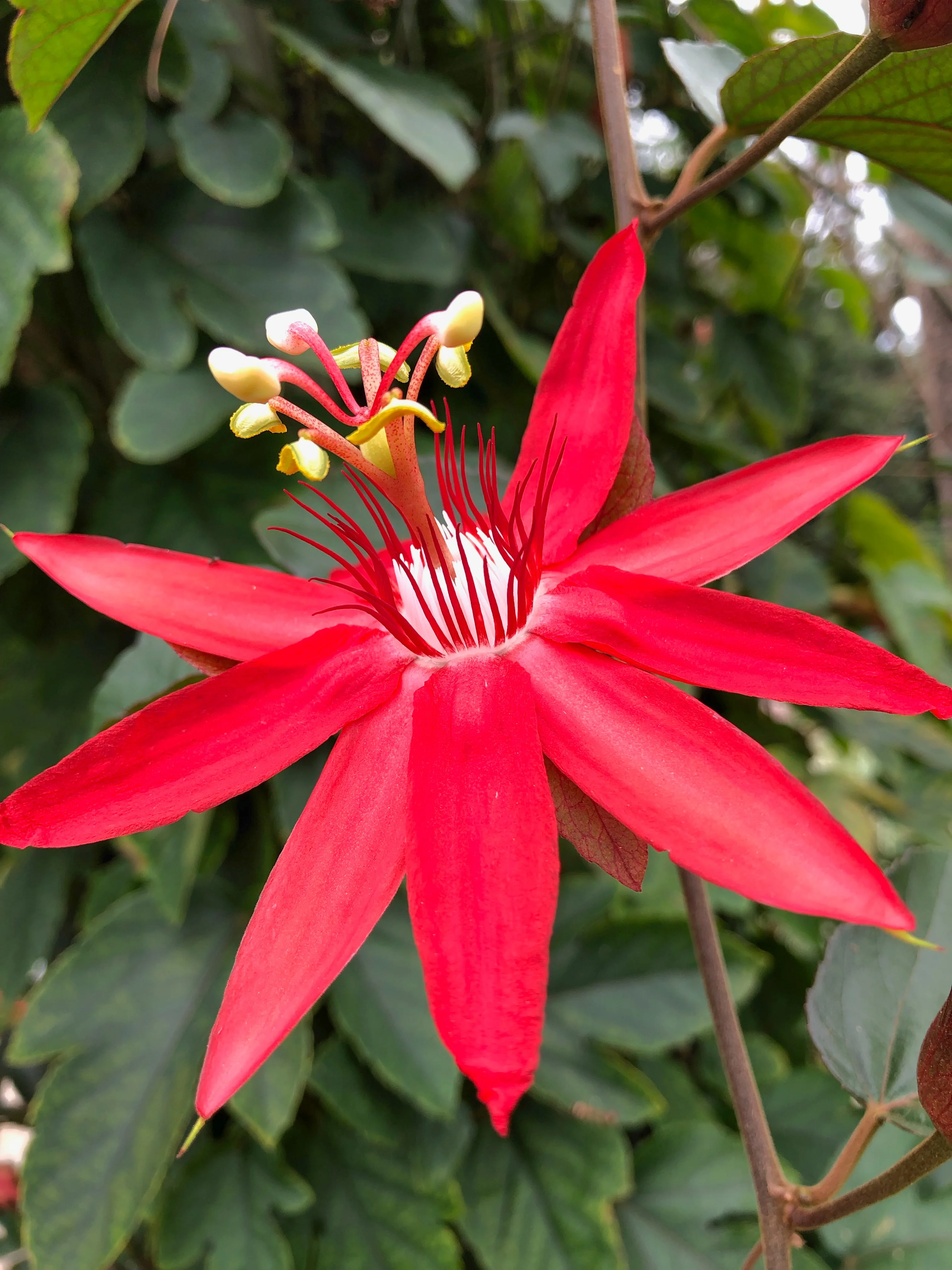 Crimson Passion Flower