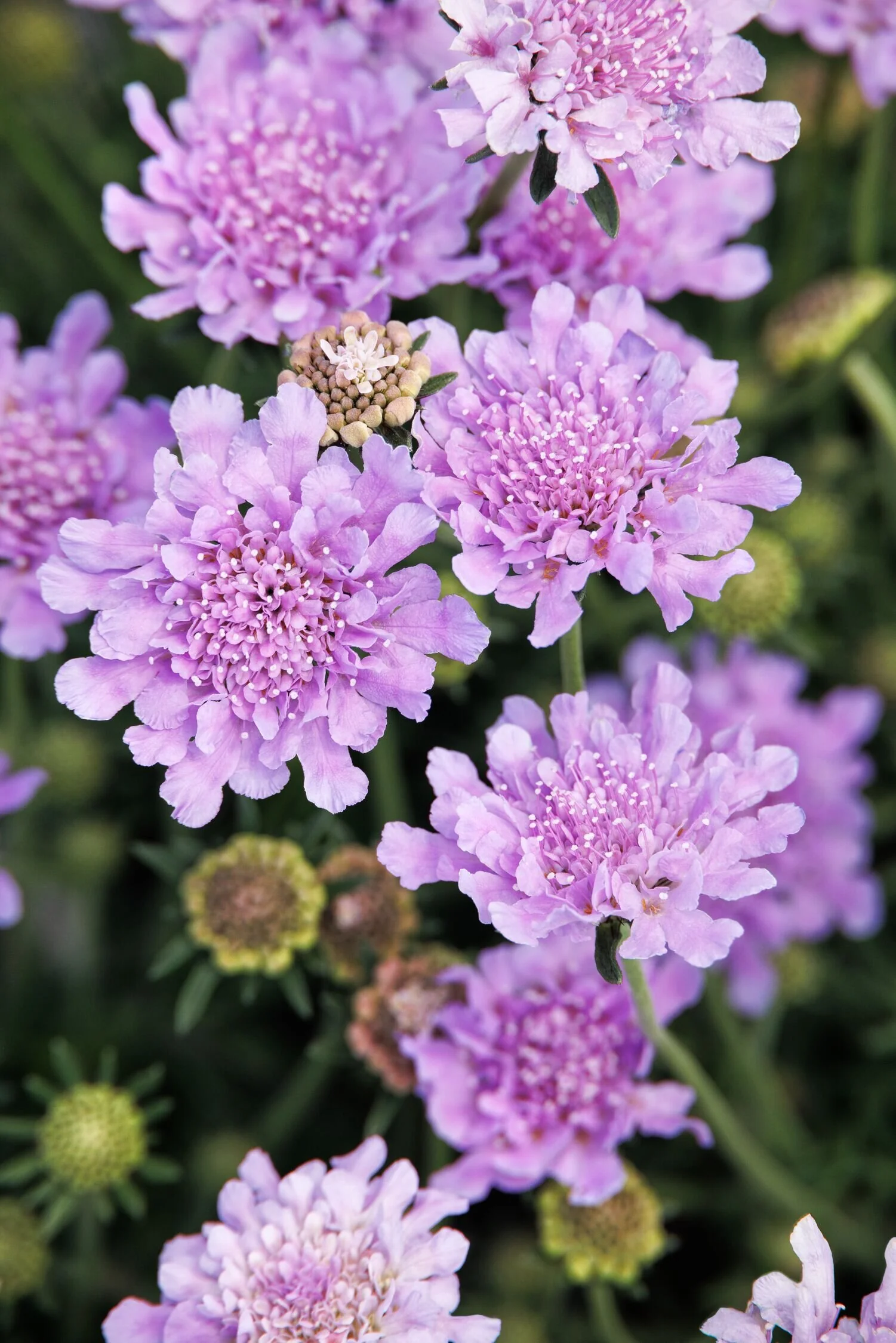 Flutter™ Deep Blue Pincushion Flower