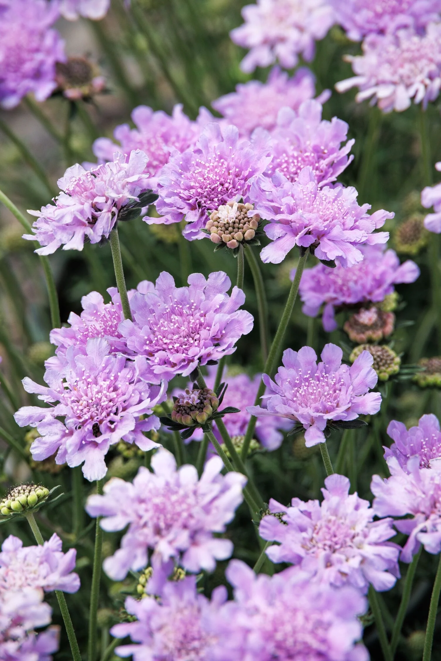 Flutter™ Deep Blue Pincushion Flower