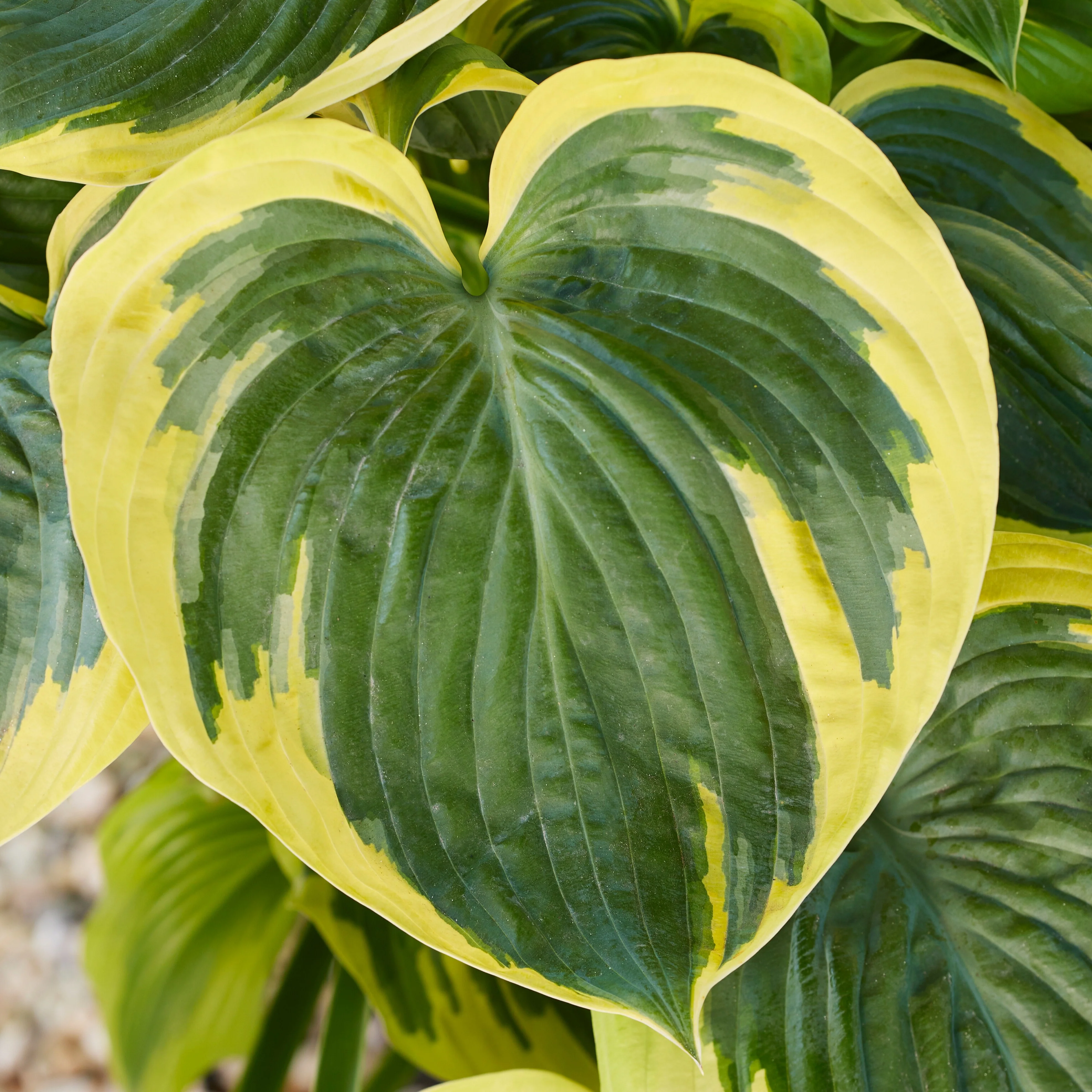 Broadband Hosta 5 Broadband Hosta