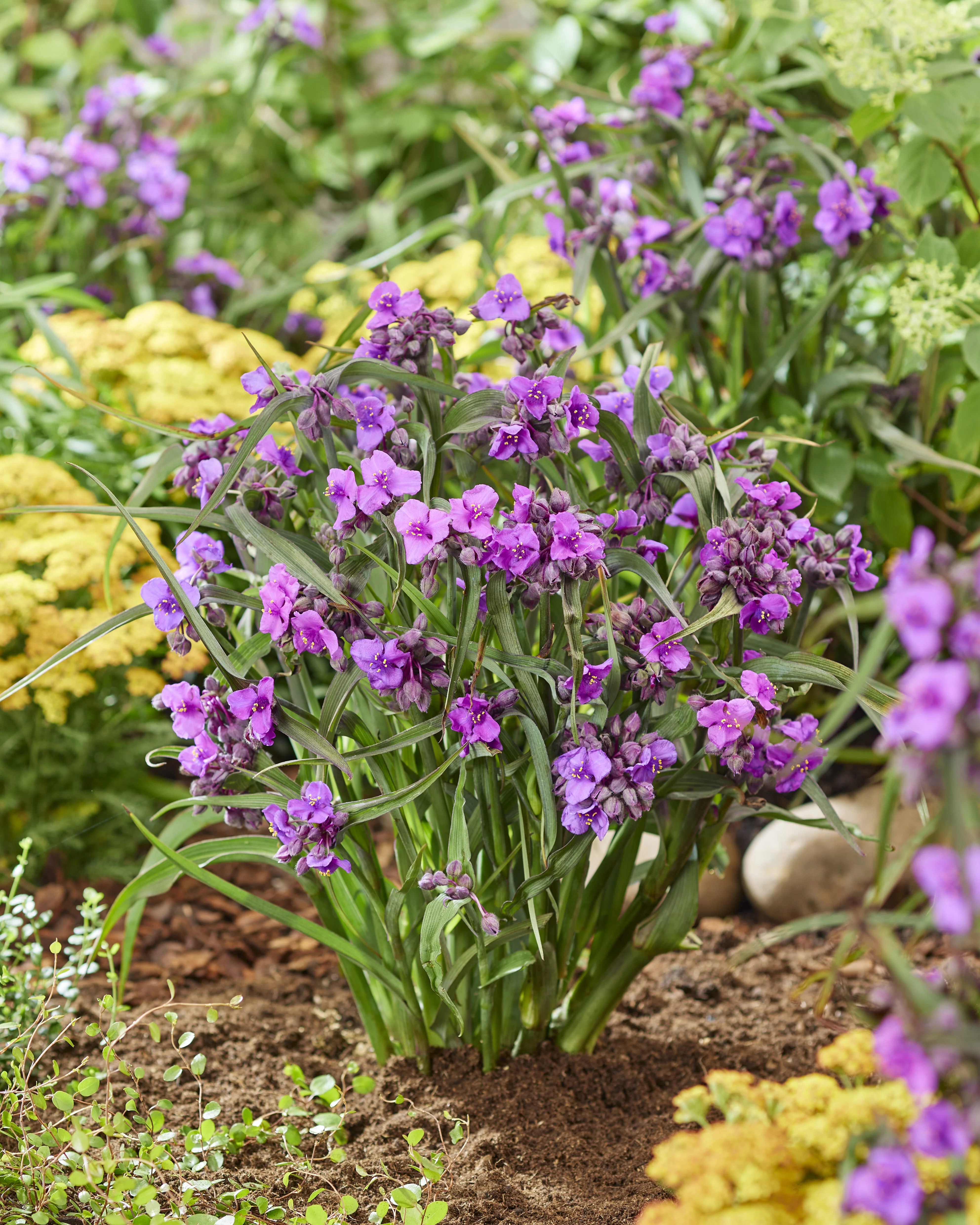 JS® Brainstorm Spiderwort 1 JS® Brainstorm Spiderwort