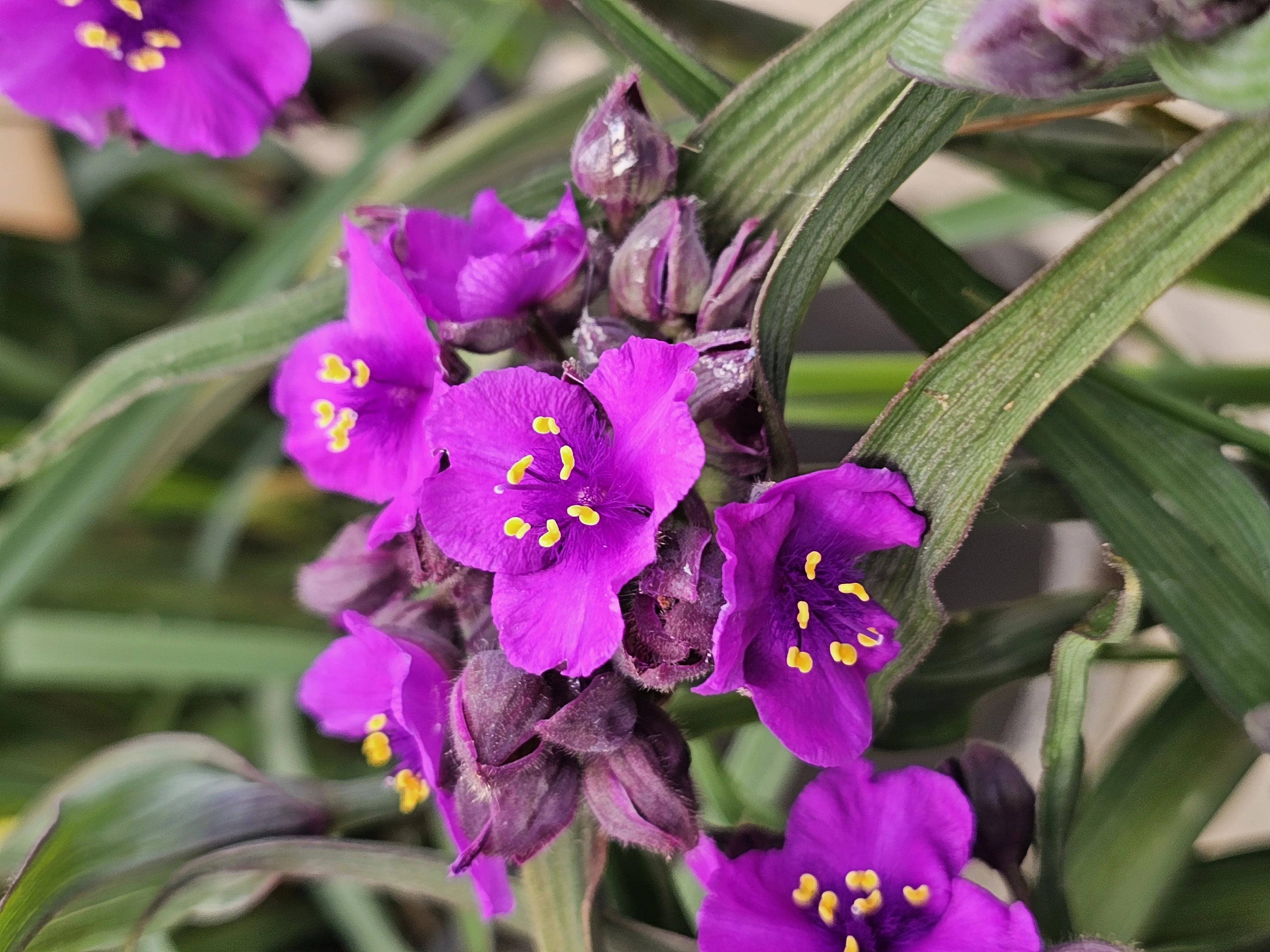 JS® Brainstorm Spiderwort 2 JS® Brainstorm Spiderwort