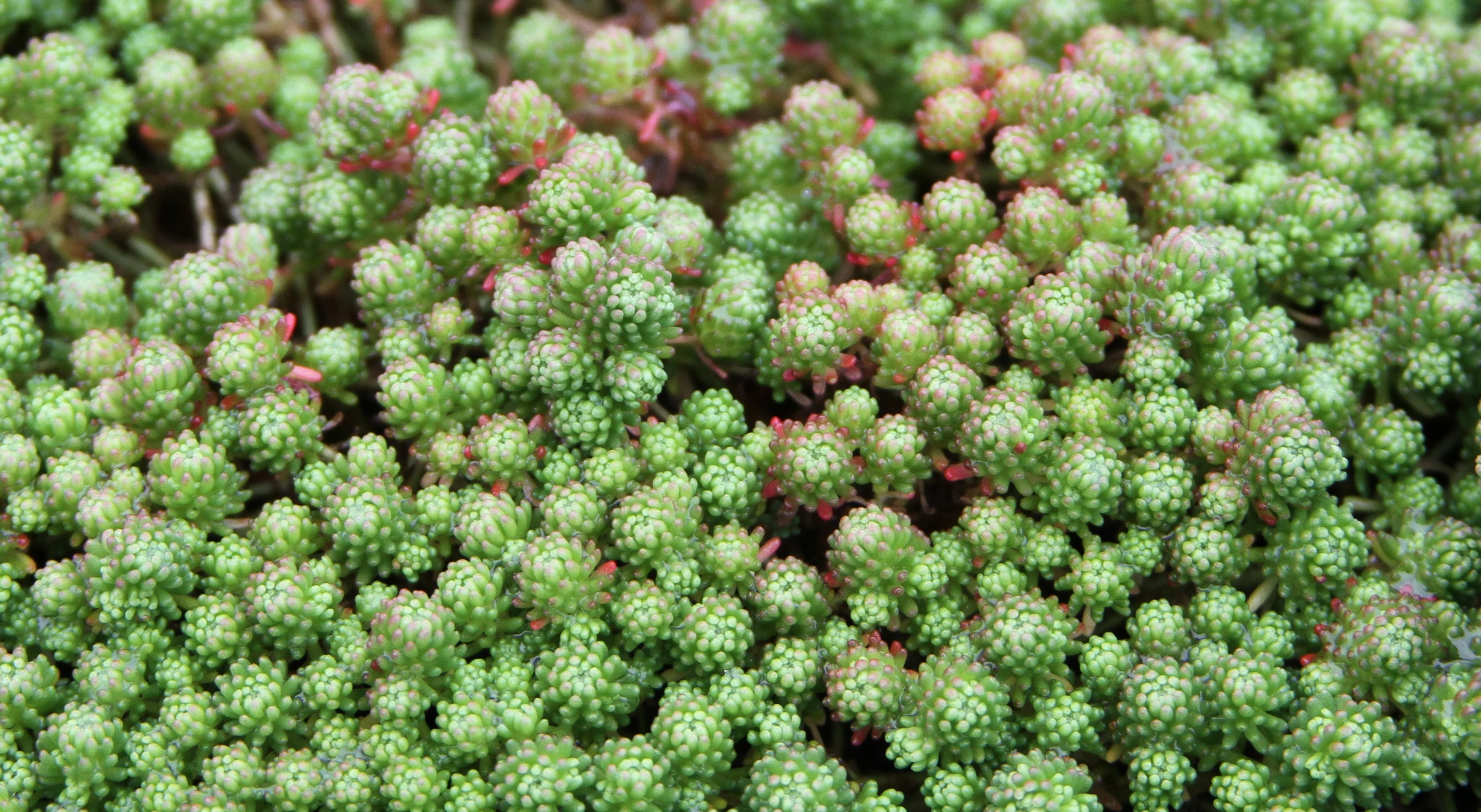 Mossy Stonecrop