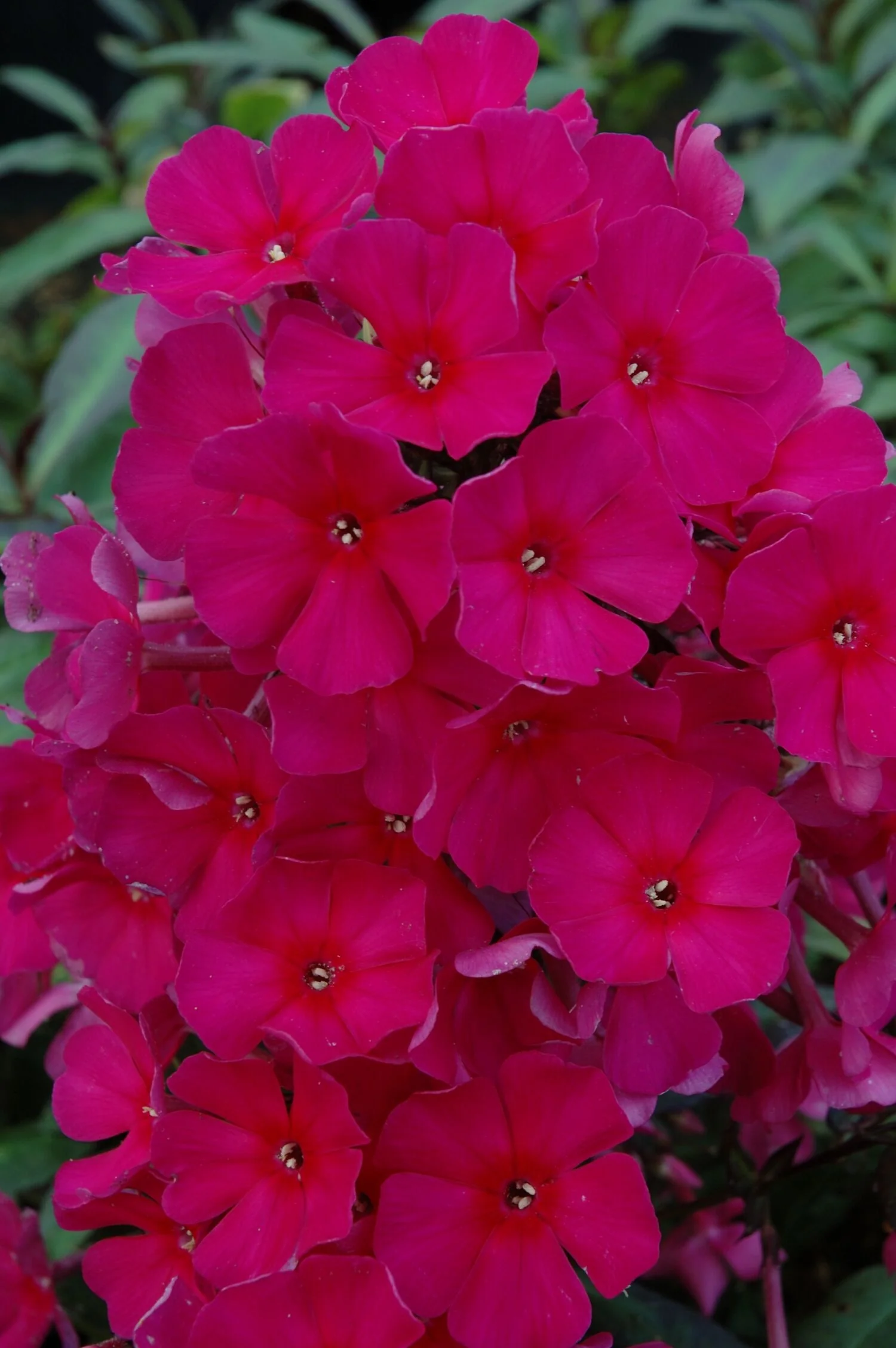 Sweet Summer™ Red Garden Phlox 4 Sweet Summer™ Red Garden Phlox