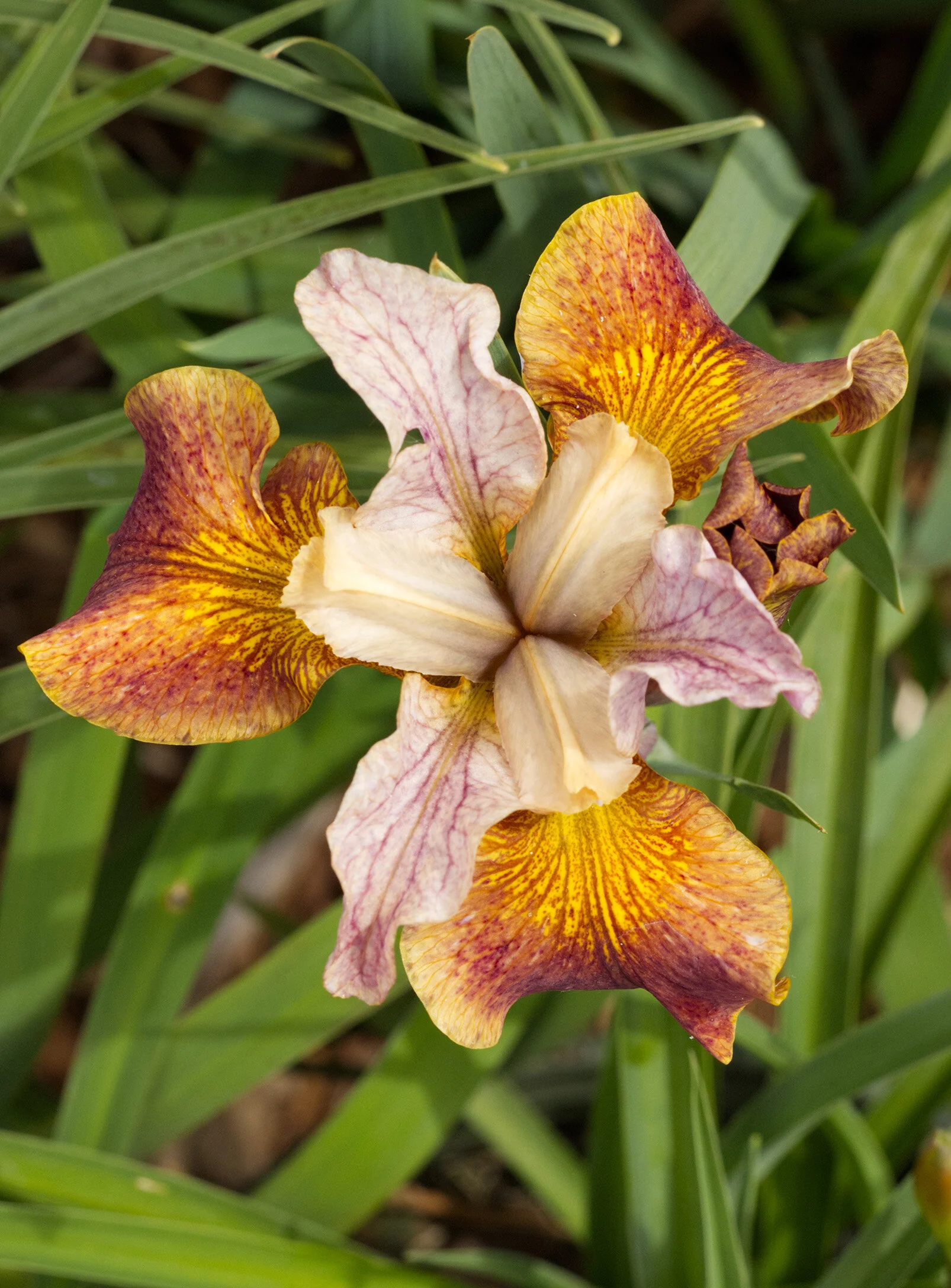 Paprikash Siberian Iris 7 Paprikash Siberian Iris