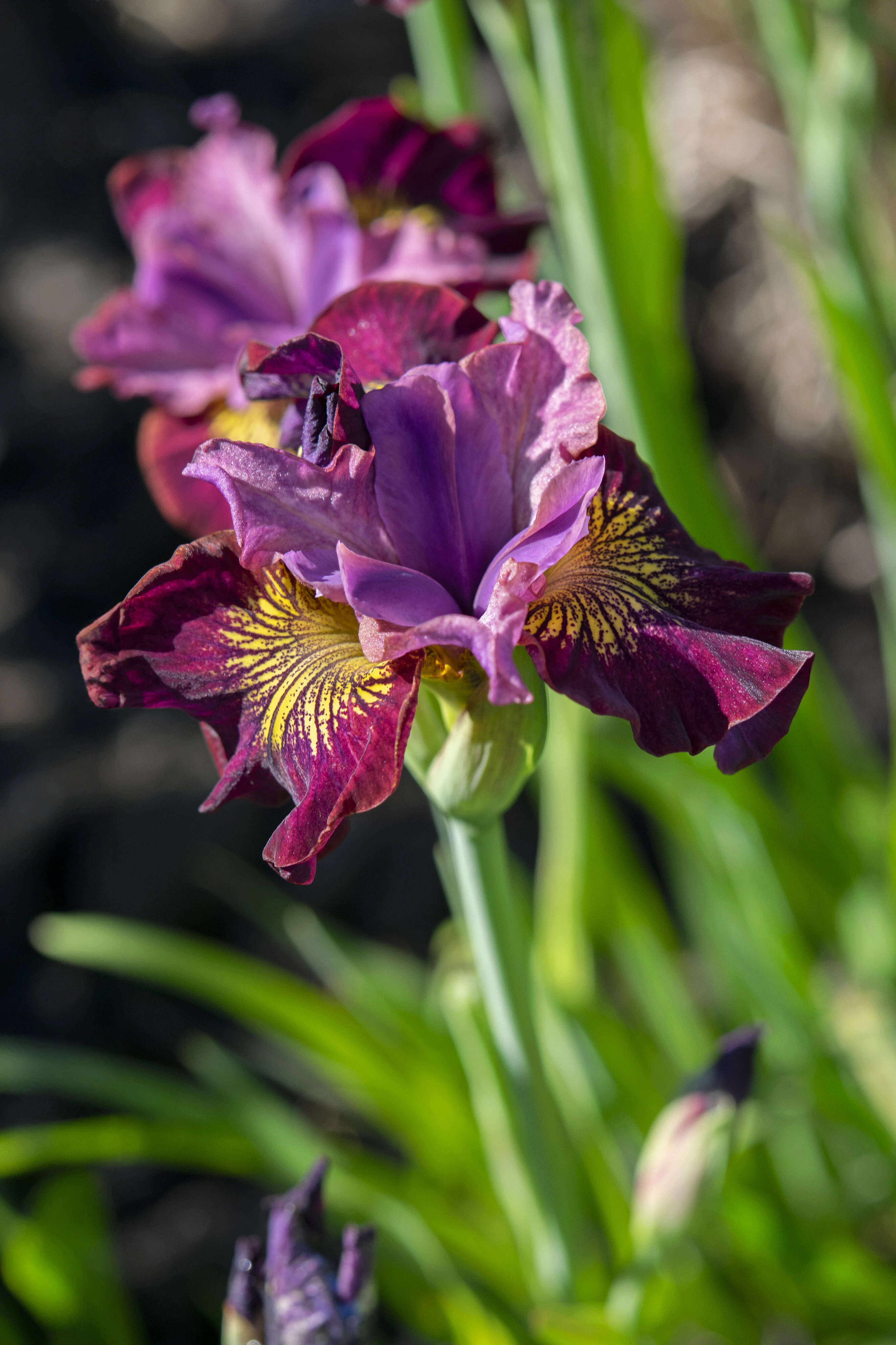 Miss Apple Siberian Iris 5 Miss Apple Siberian Iris