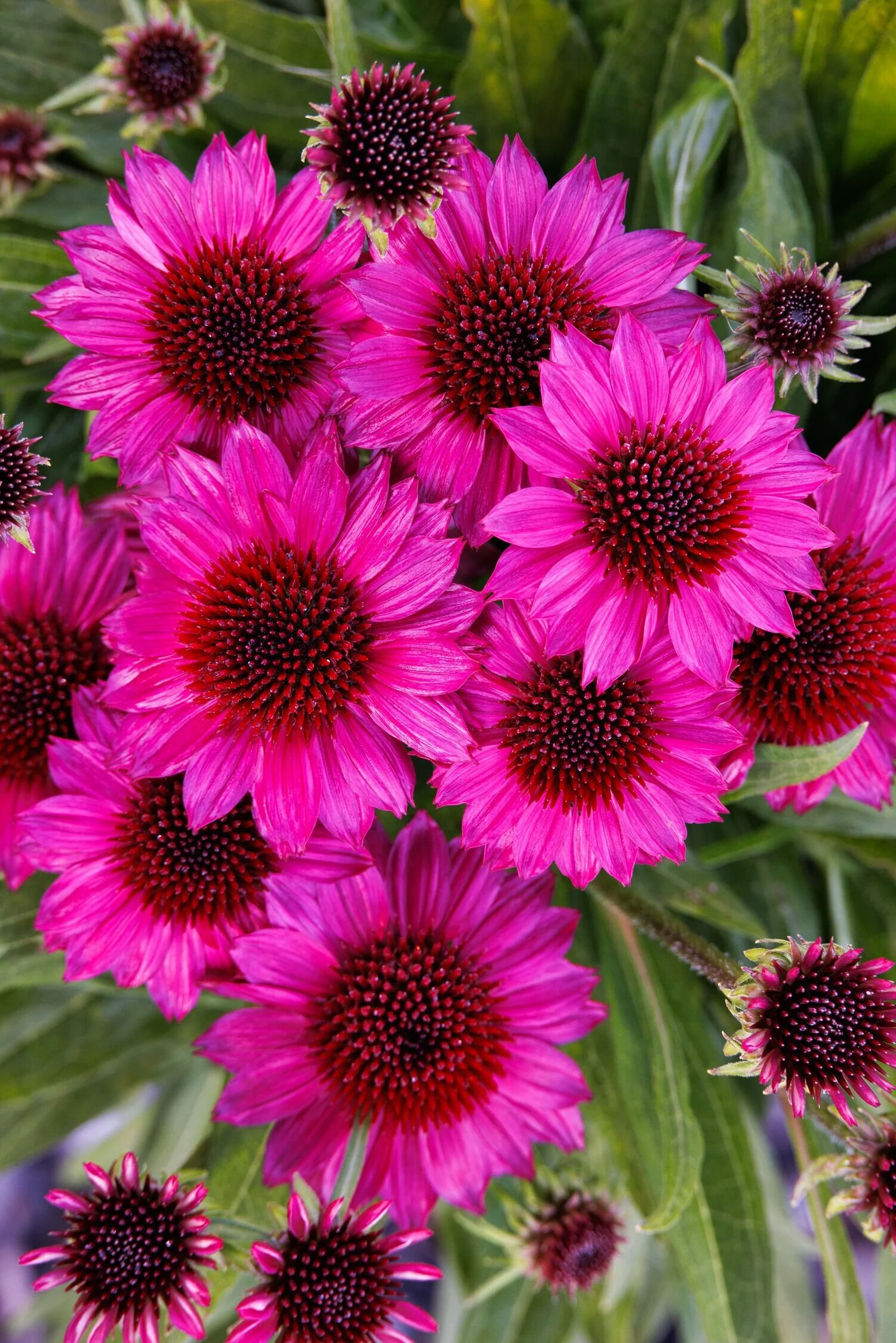 SunMagic™ Petite Burgundy Coneflower 9 SunMagic™ Petite Burgundy Coneflower