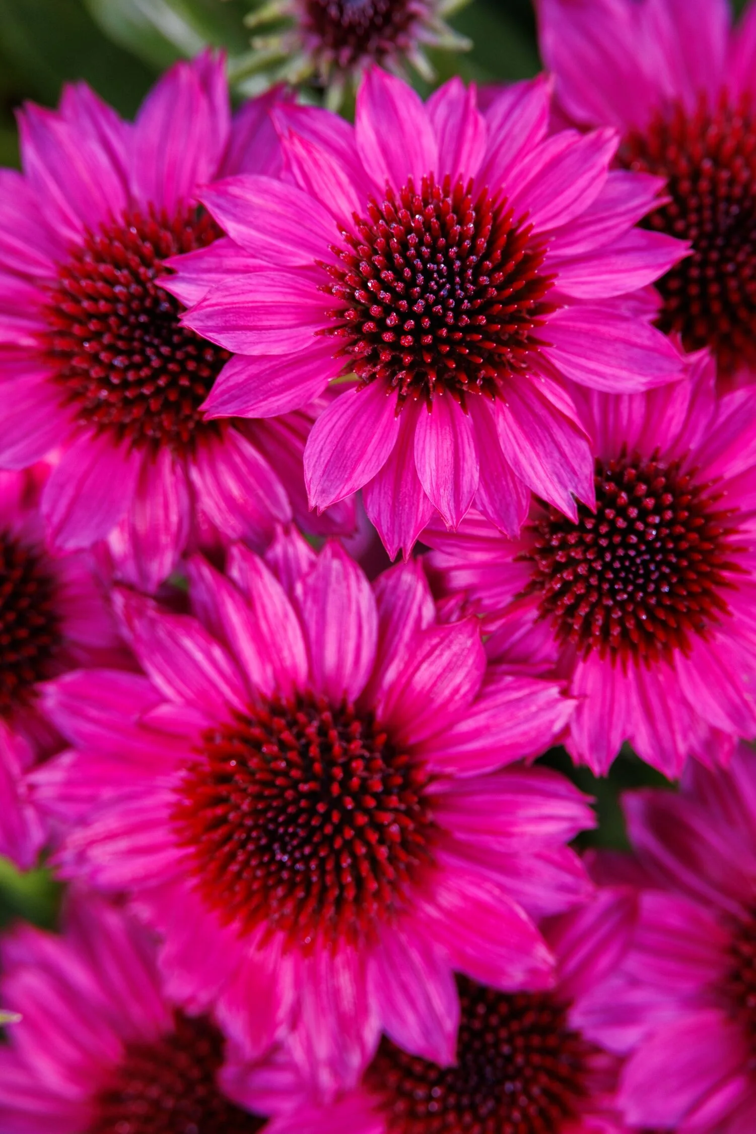 SunMagic™ Petite Burgundy Coneflower 2 SunMagic™ Petite Burgundy Coneflower