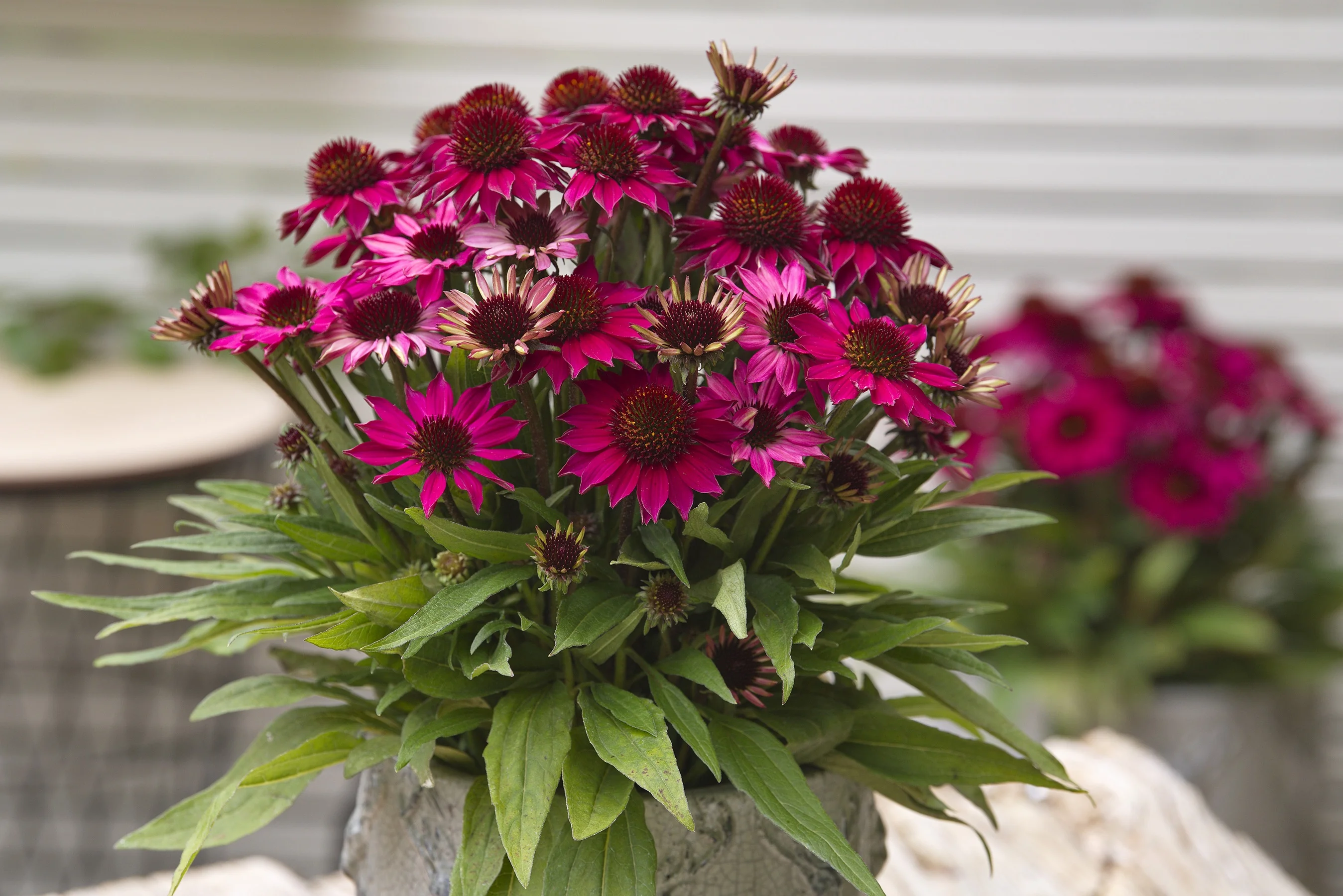 SunMagic™ Petite Burgundy Coneflower 3 SunMagic™ Petite Burgundy Coneflower