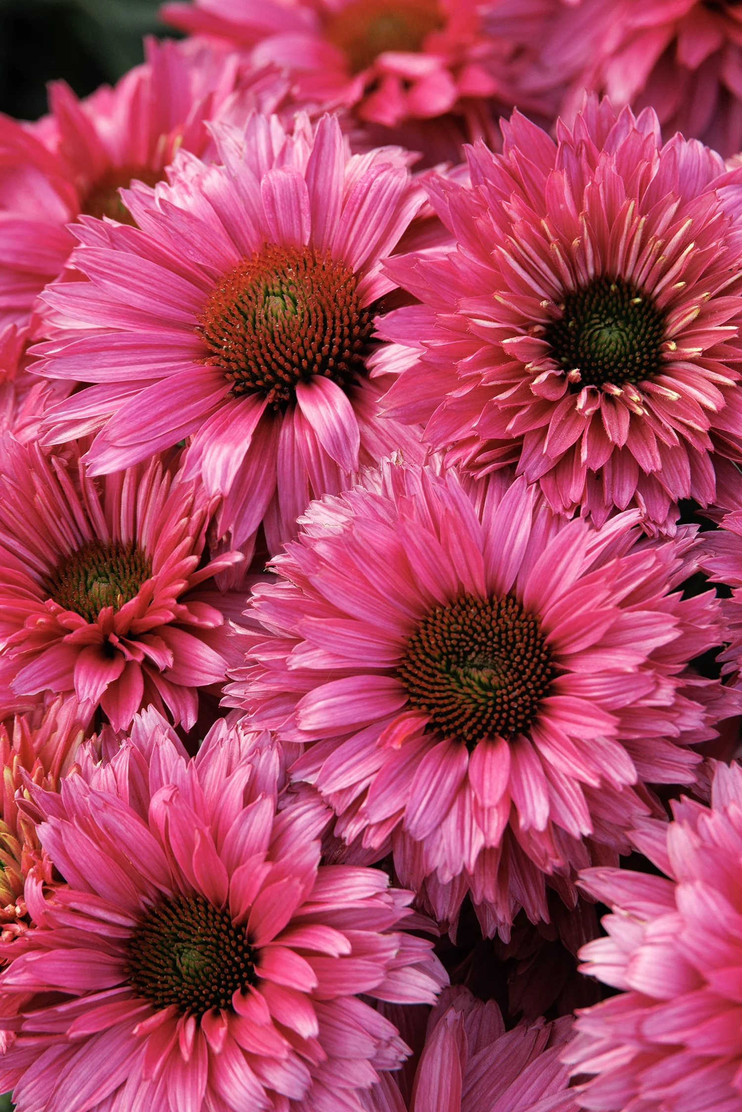 SunSeekers® Sweet Fuchsia Coneflower 1 SunSeekers® Sweet Fuchsia Coneflower
