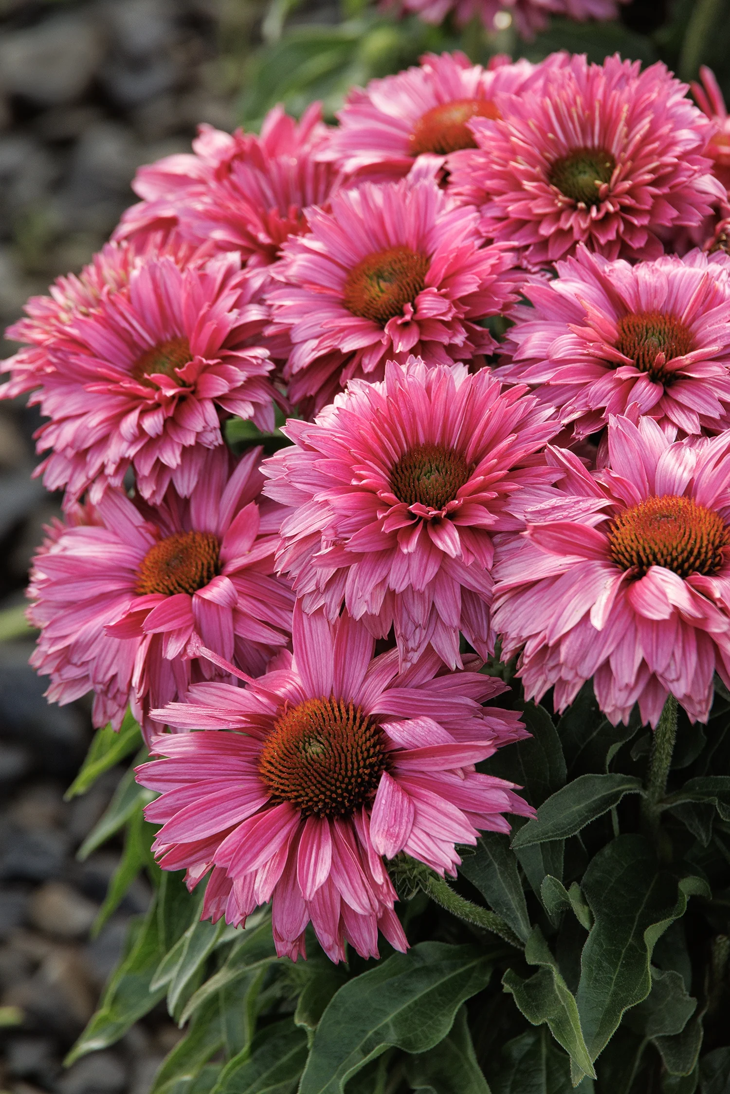 SunSeekers® Sweet Fuchsia Coneflower 2 SunSeekers® Sweet Fuchsia Coneflower