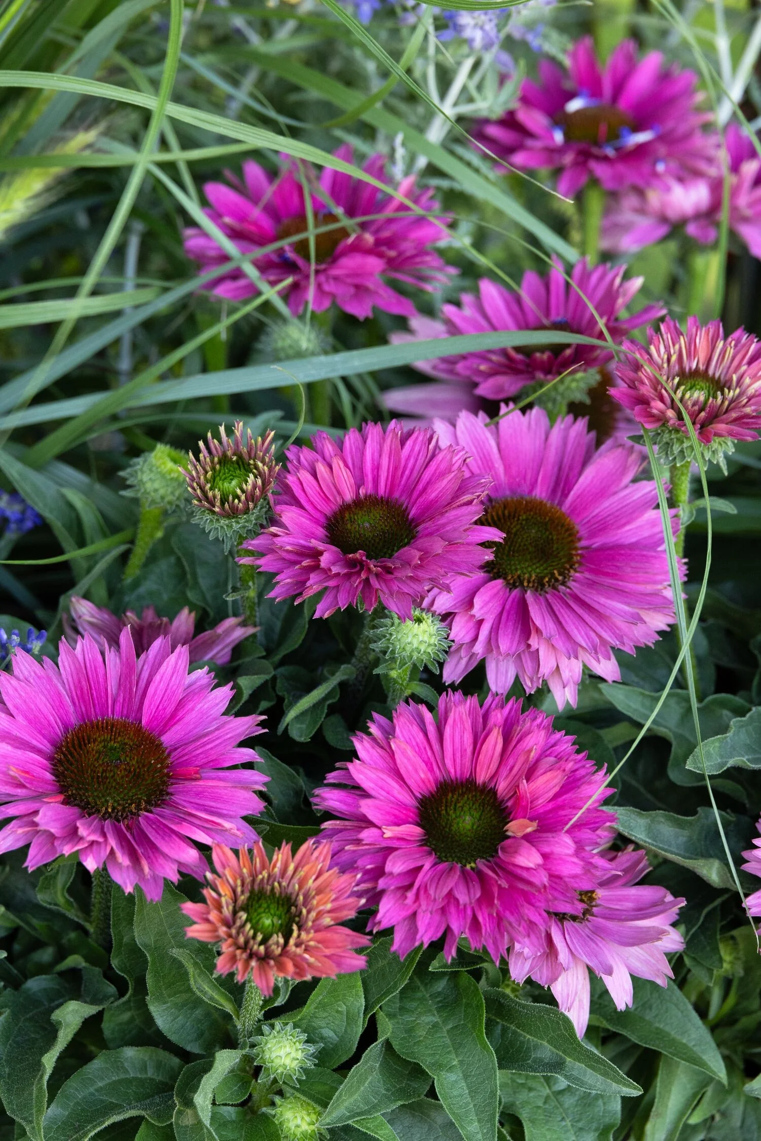 SunSeekers® Sweet Fuchsia Coneflower 3 SunSeekers® Sweet Fuchsia Coneflower