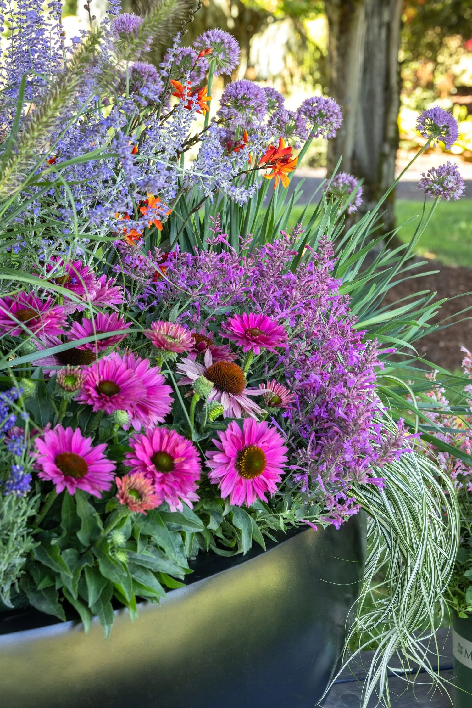 SunSeekers® Sweet Fuchsia Coneflower 4 SunSeekers® Sweet Fuchsia Coneflower
