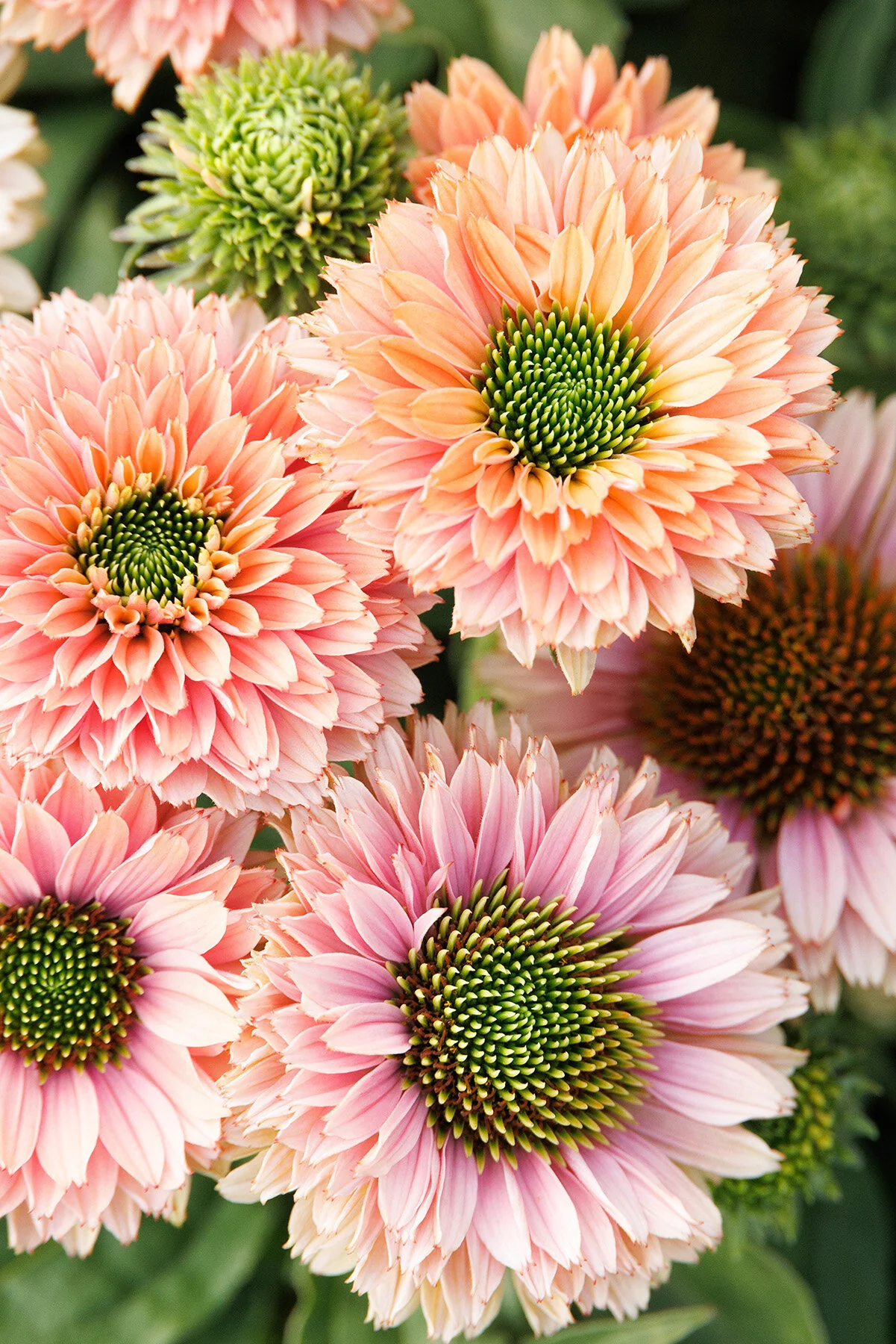 SunSeekers® Pumpkin Pie Coneflower 8 SunSeekers® Pumpkin Pie Coneflower
