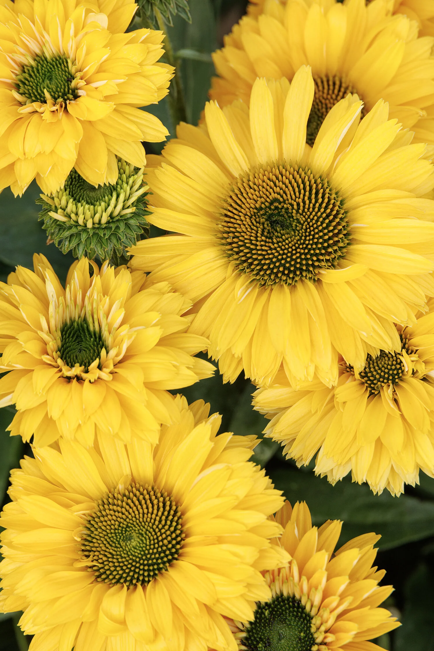 SunSeekers® Golden Sun Coneflower 7 SunSeekers® Golden Sun Coneflower