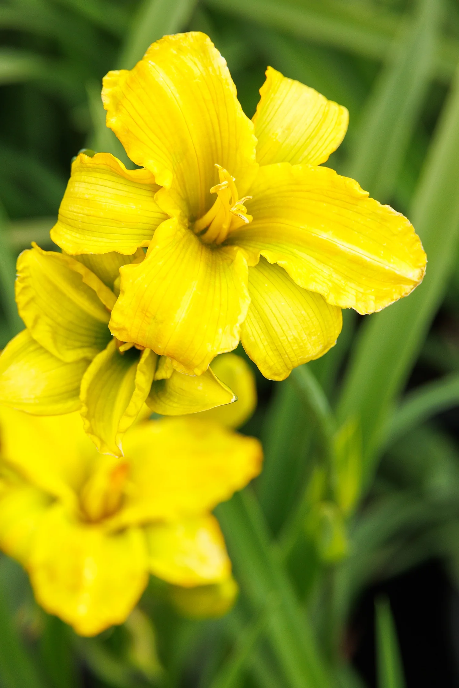 See You Tomorrow!™ Daylily 1 See You Tomorrow!™ Daylily