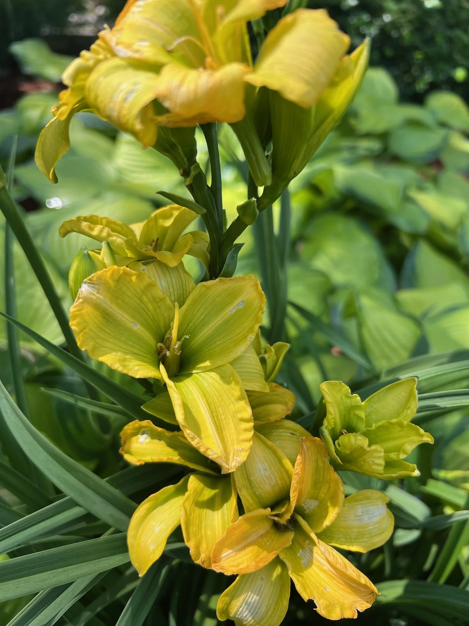 See You Tomorrow!™ Daylily 2 See You Tomorrow!™ Daylily