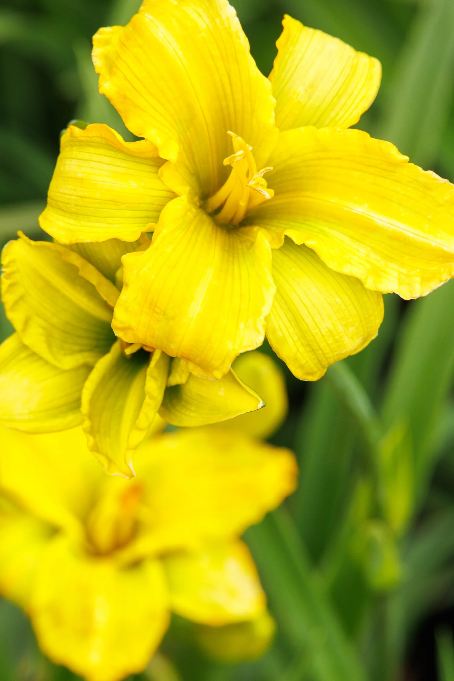 See You Tomorrow!™ Daylily 3 See You Tomorrow!™ Daylily