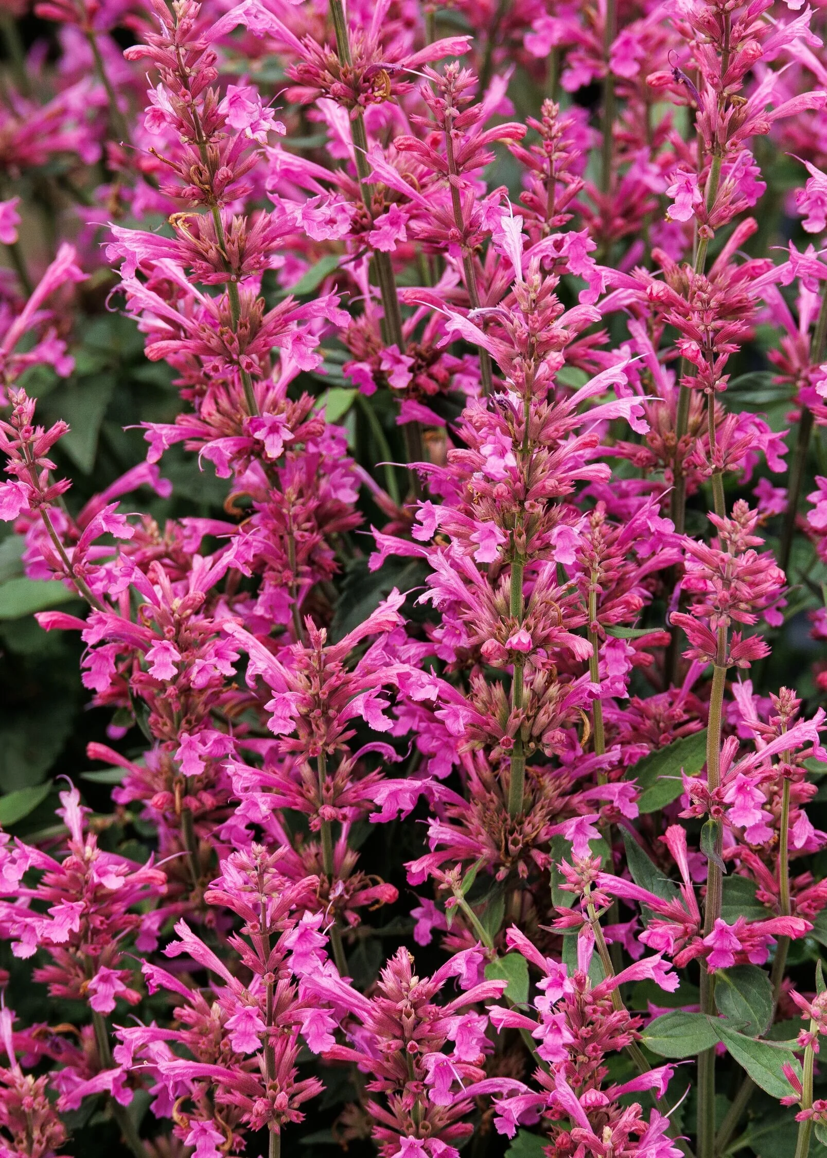 Summerlong™ Lilac Agastache 6 Summerlong™ Lilac Agastache