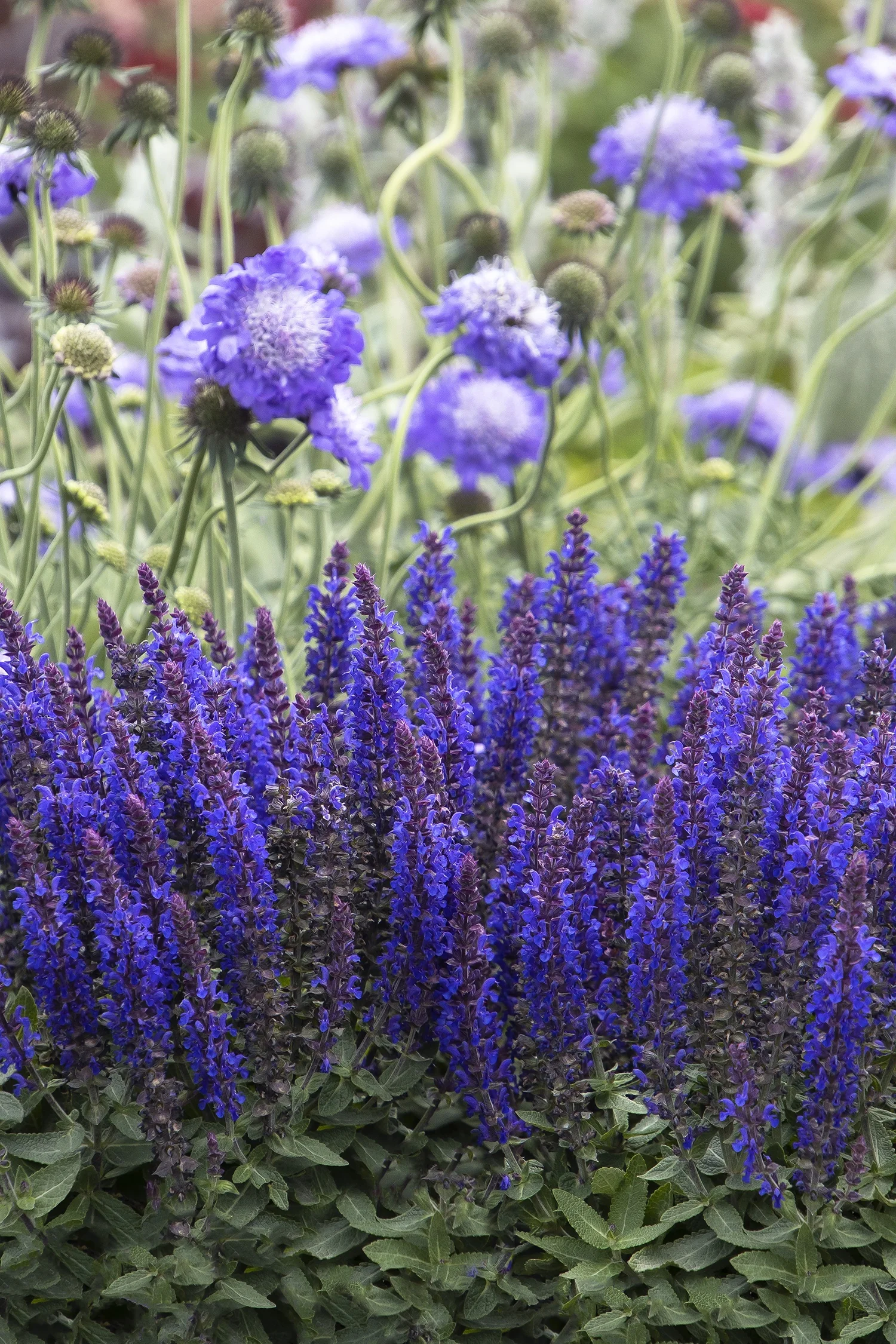 Blue Bouquetta Meadow Sage