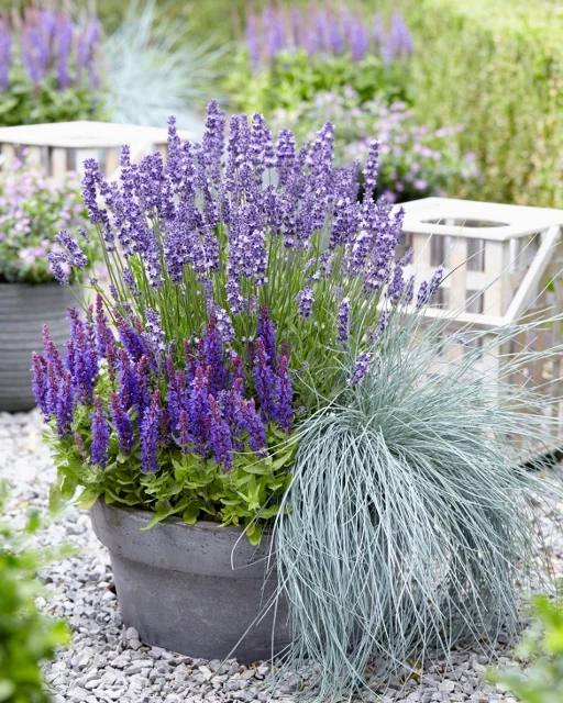 Blue Bouquetta Meadow Sage 2 Blue Bouquetta Meadow Sage