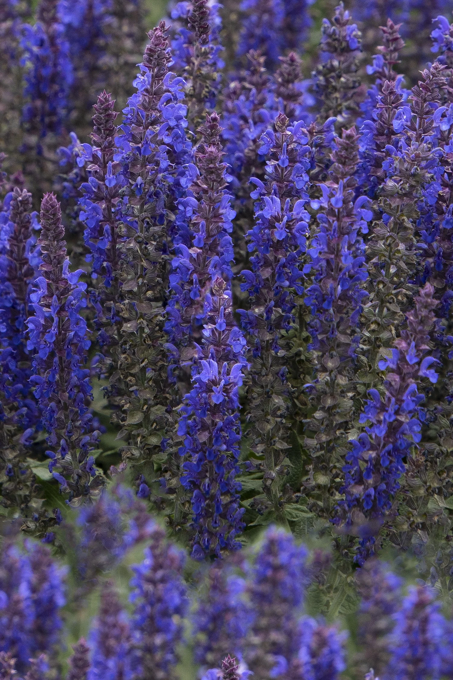 Blue Bouquetta Meadow Sage 3 Blue Bouquetta Meadow Sage