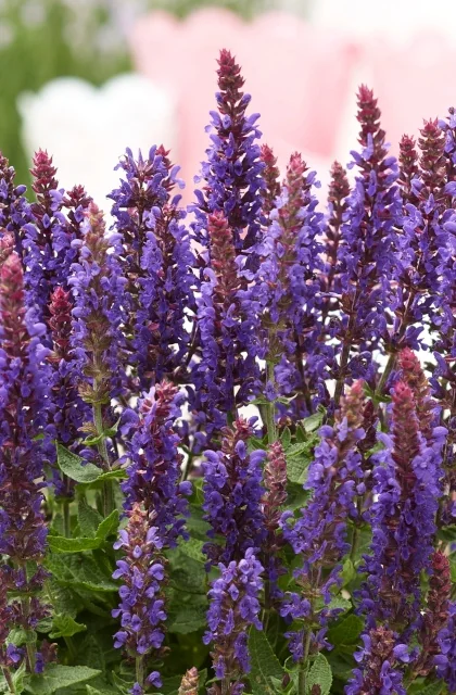 Blue Bouquetta Meadow Sage 4 Blue Bouquetta Meadow Sage