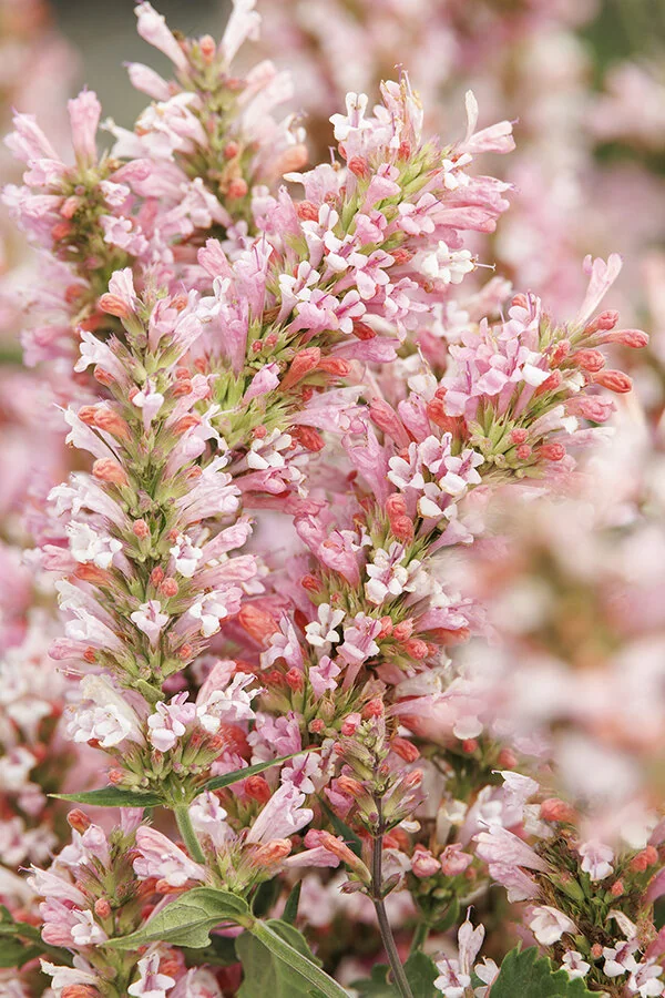 Pink Pearl Agastache 7 Pink Pearl Agastache