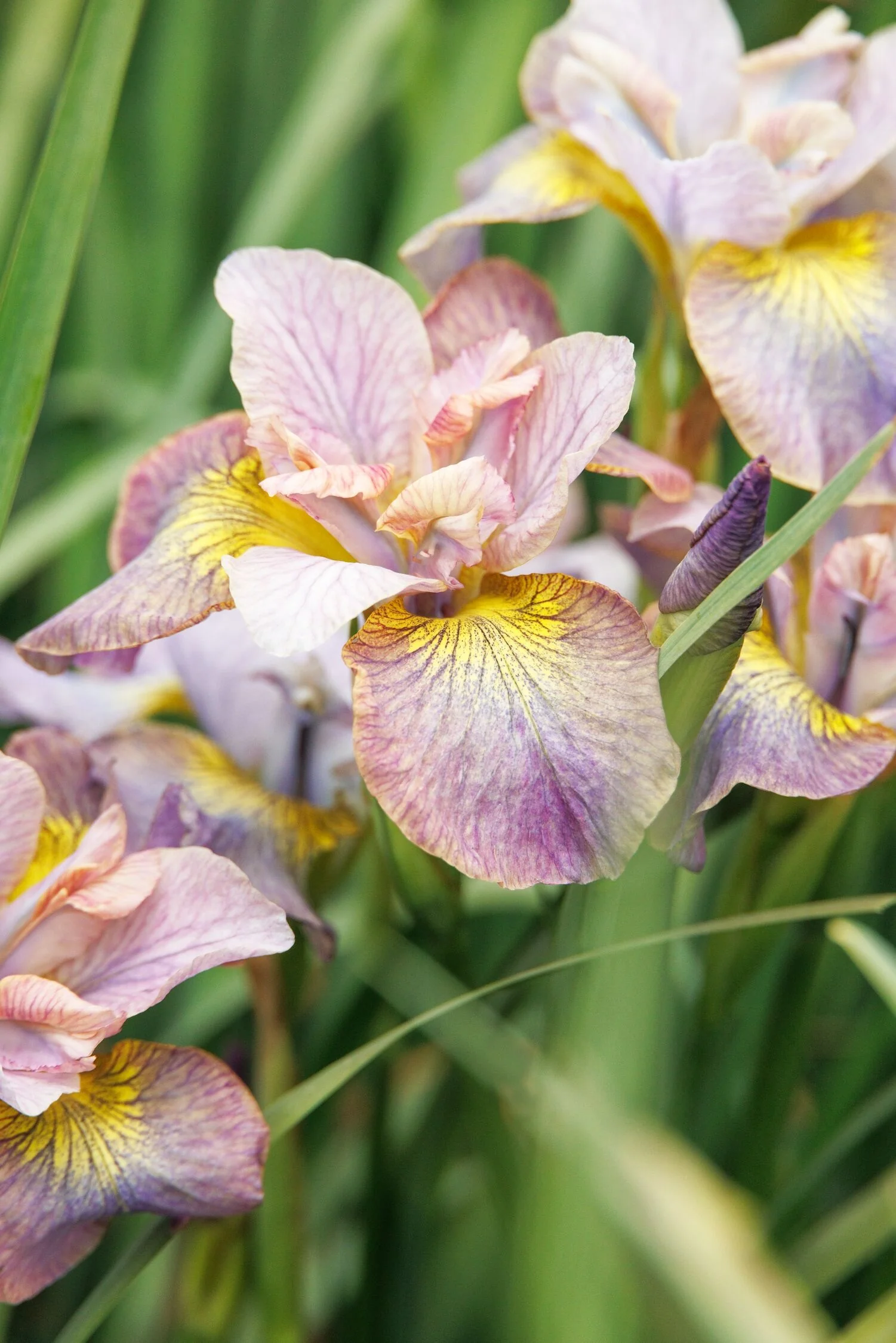 Peacock™ Painted Woman Siberian Iris