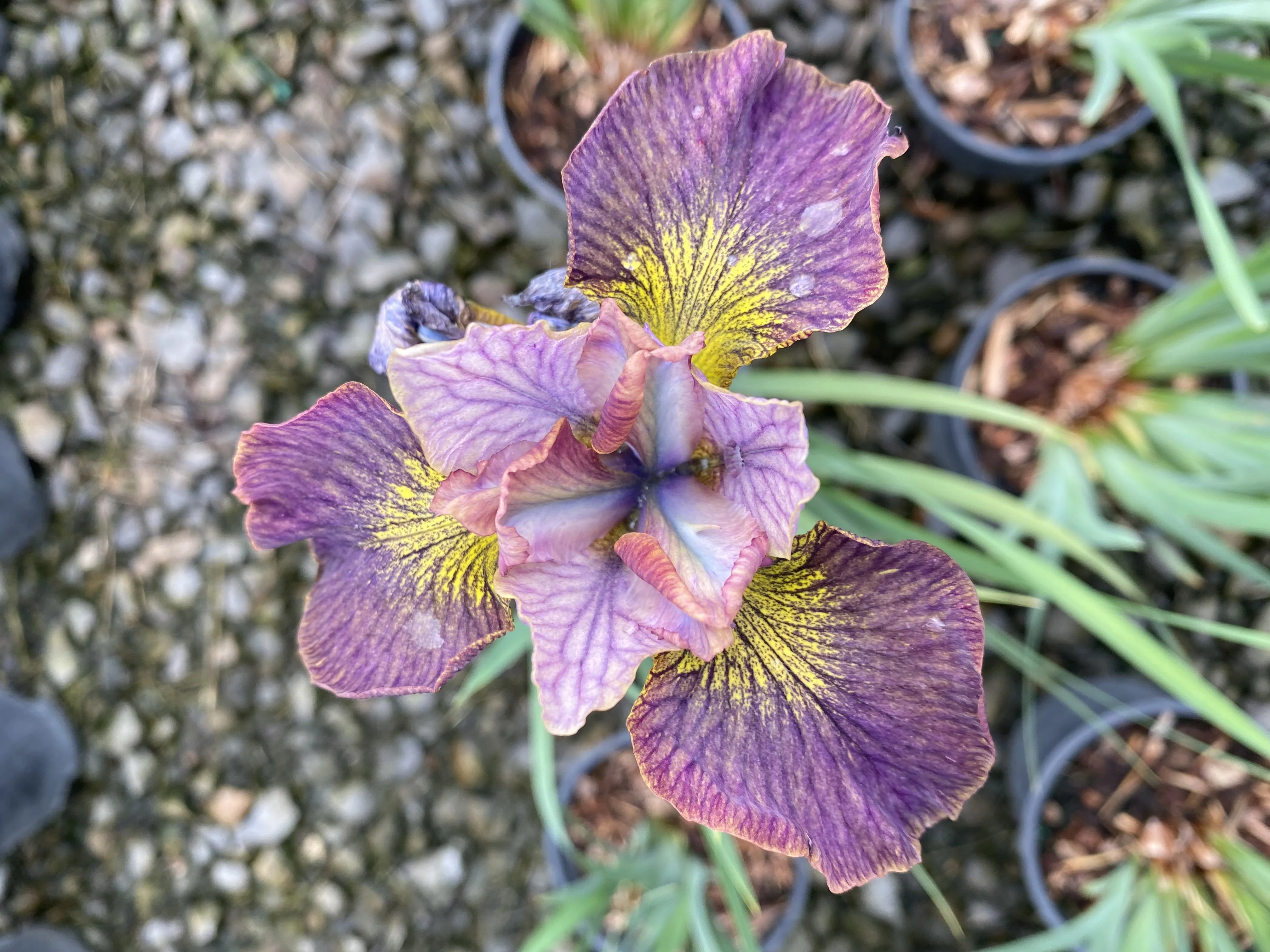 Peacock™ Painted Woman Siberian Iris 4 Peacock™ Painted Woman Siberian Iris