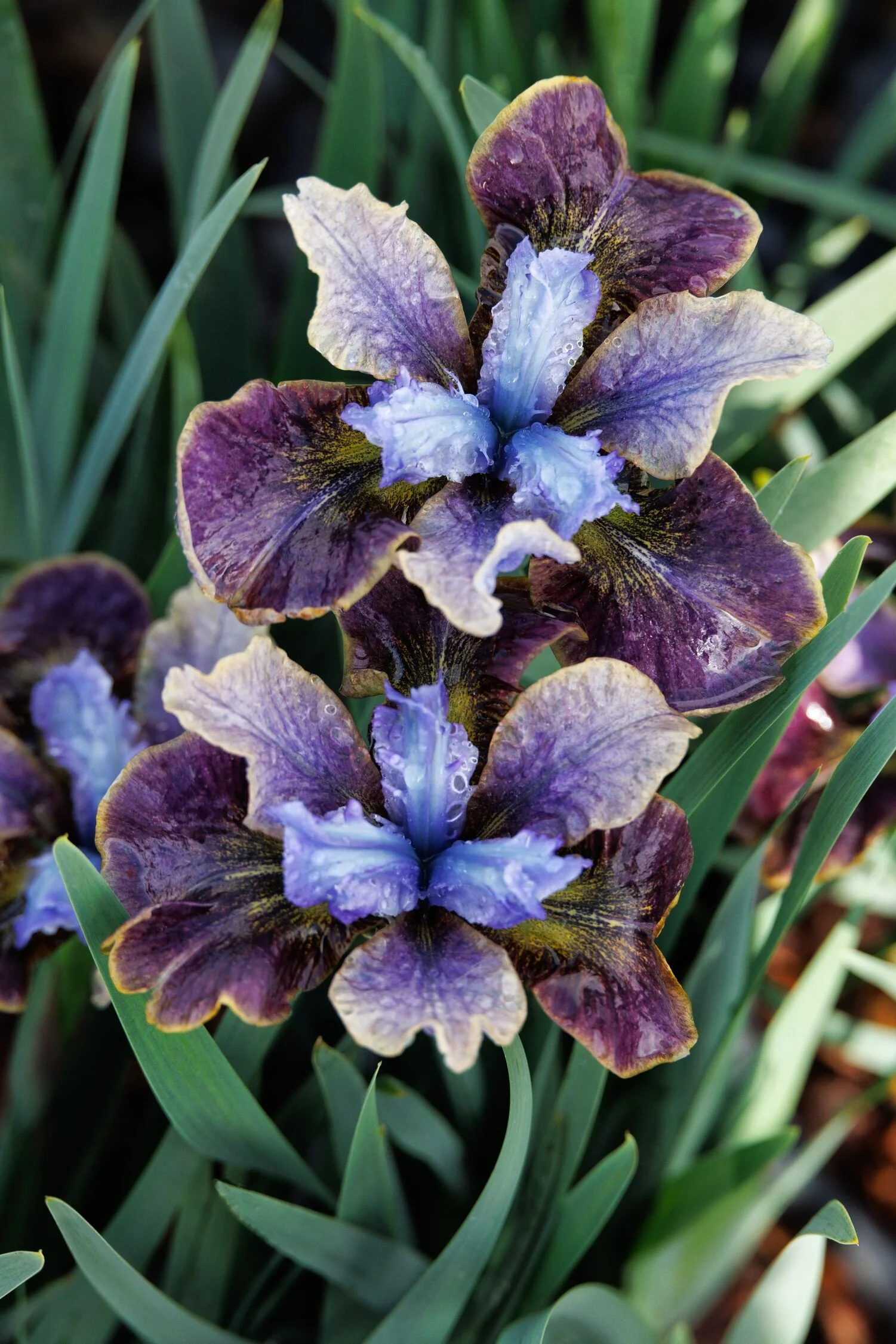 Peacock™ Black Joker Siberian Iris