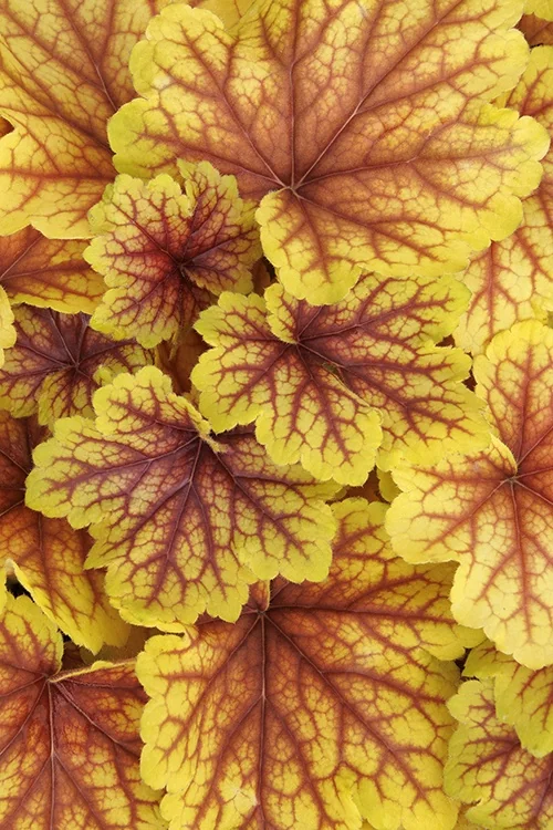 Red Lightning Heuchera