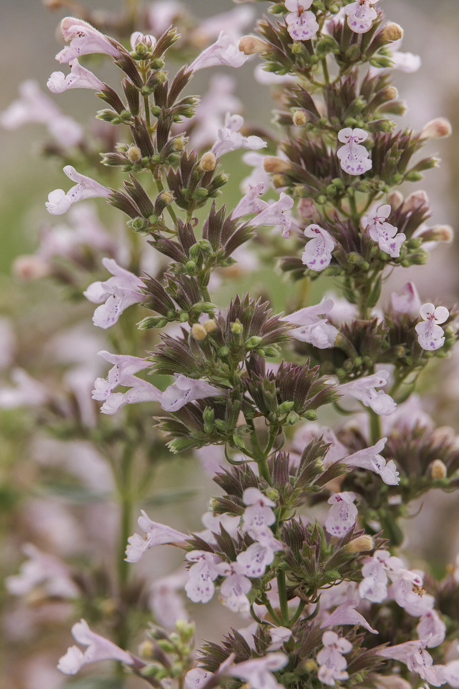 Whispurr™ Pink Catmint 5 Whispurr™ Pink Catmint