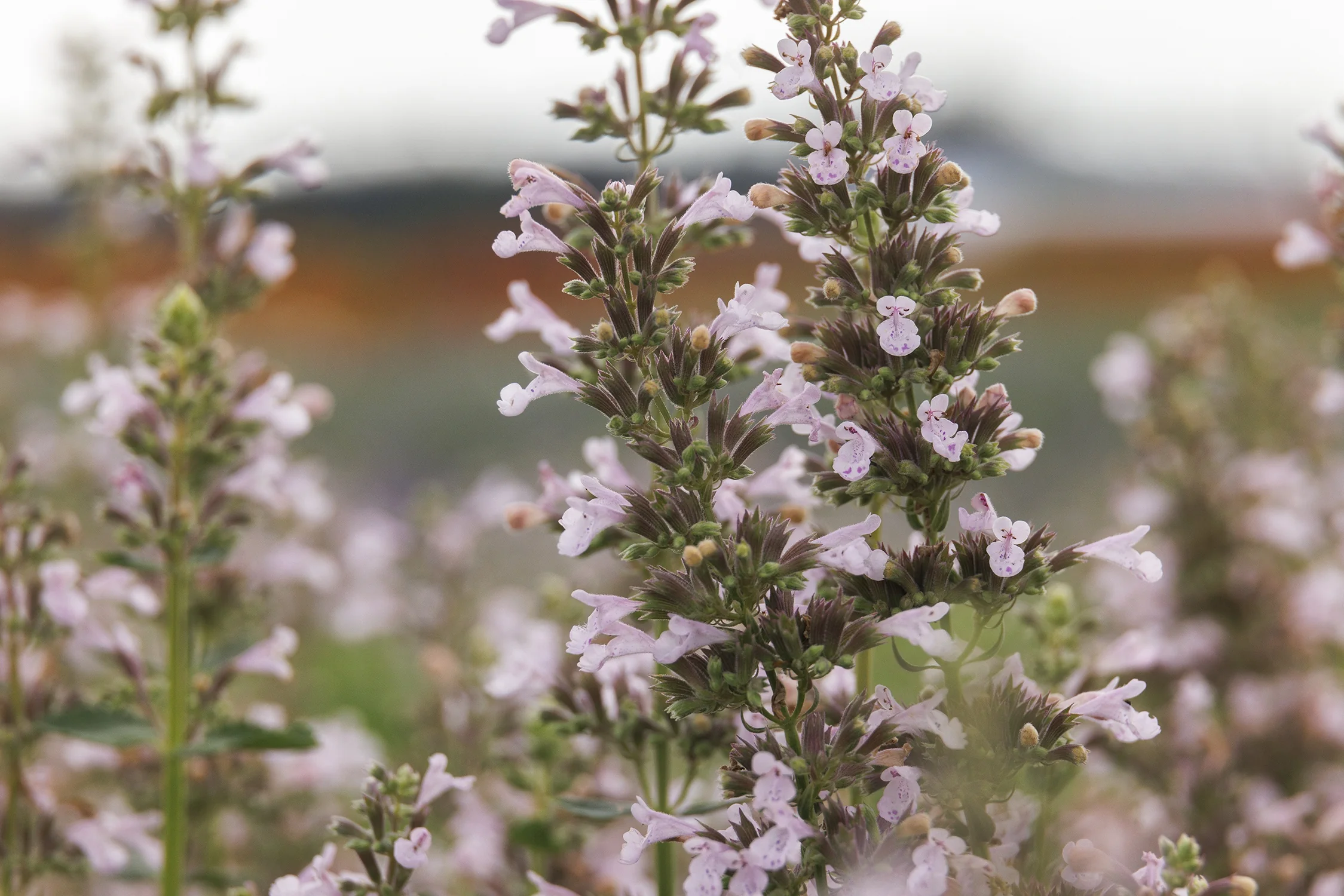 Whispurr™ Pink Catmint 2 Whispurr™ Pink Catmint