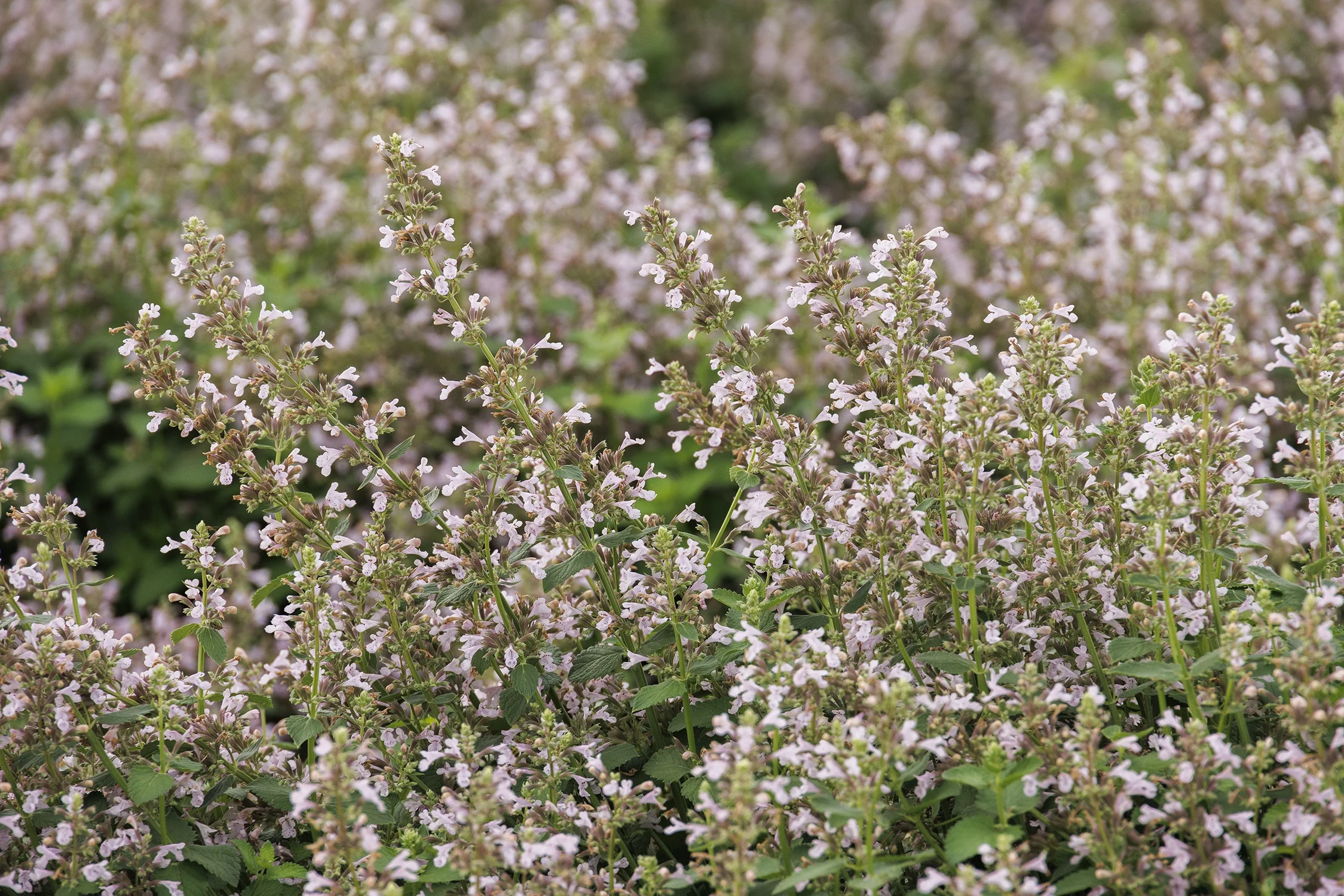 Whispurr™ Pink Catmint 3 Whispurr™ Pink Catmint
