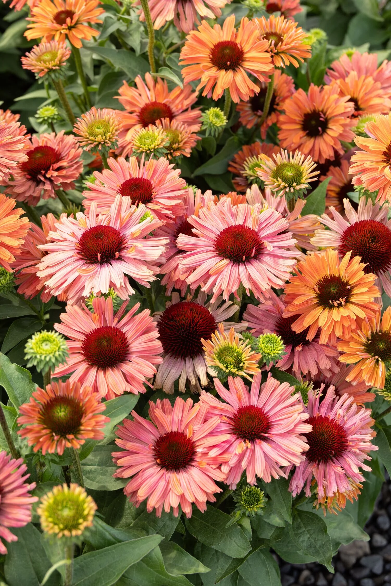 Fresco® Apricot Coneflower 1 Fresco® Apricot Coneflower