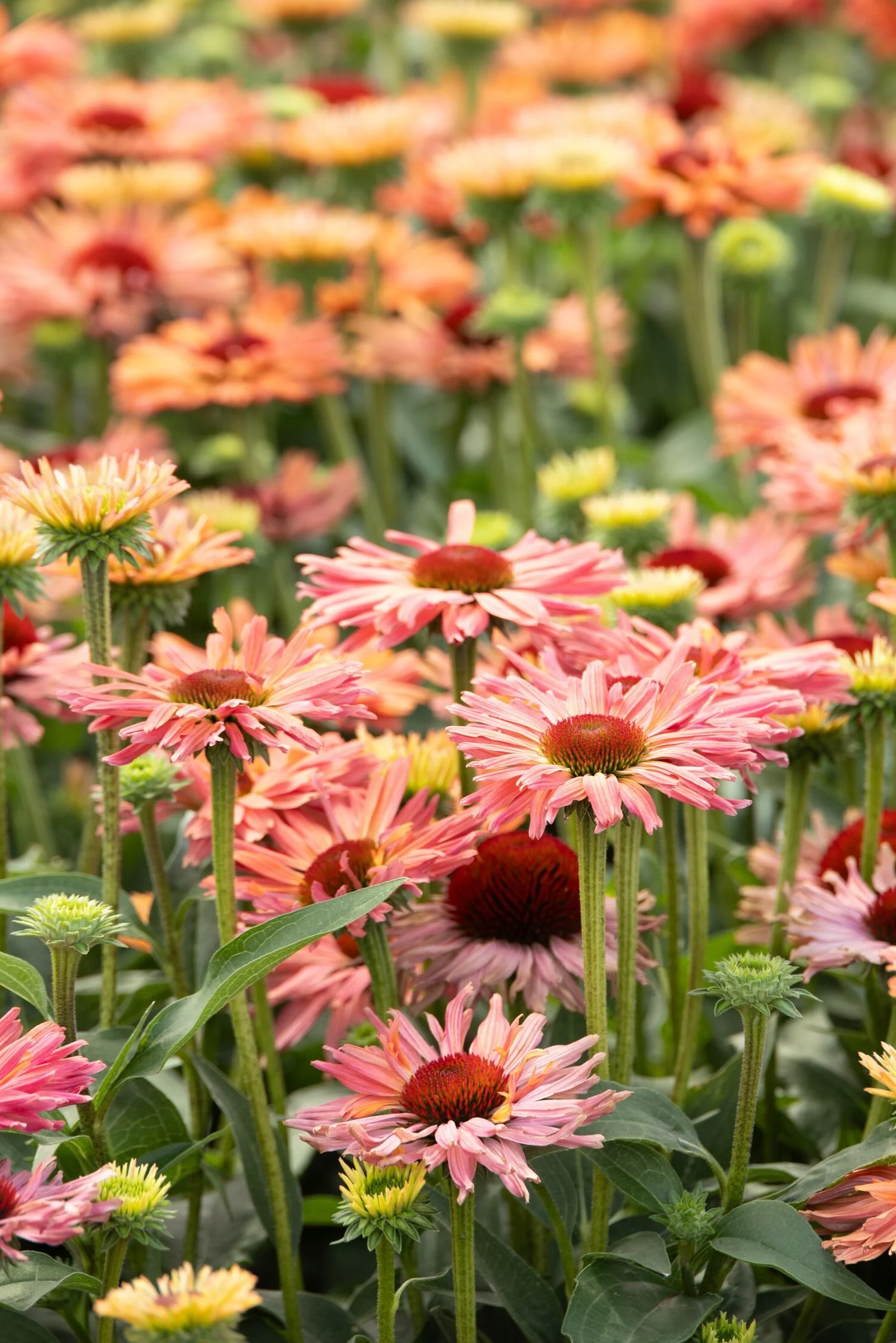 Fresco® Apricot Coneflower 2 Fresco® Apricot Coneflower