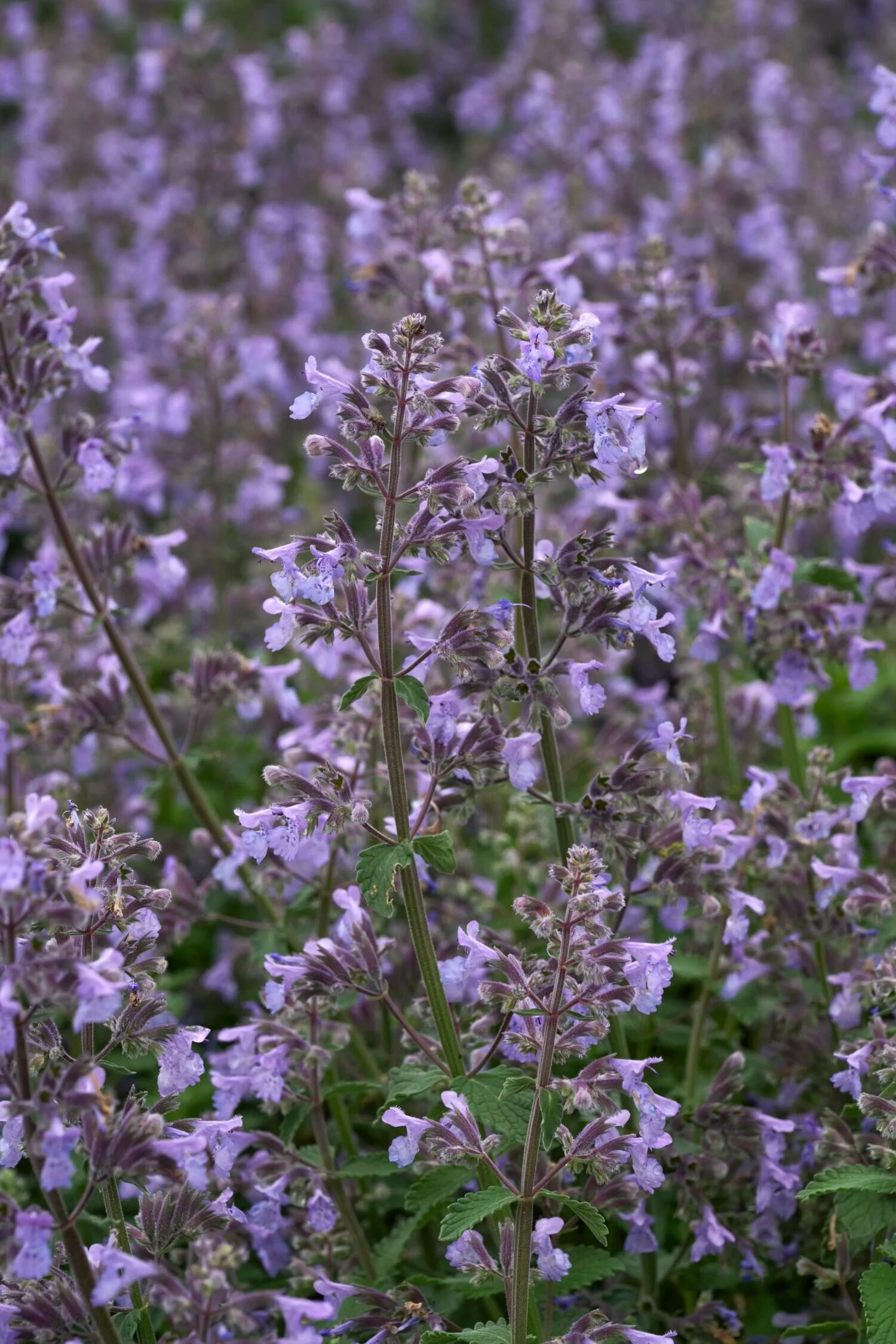 Picture Purrfect Catmint 4 Picture Purrfect Catmint