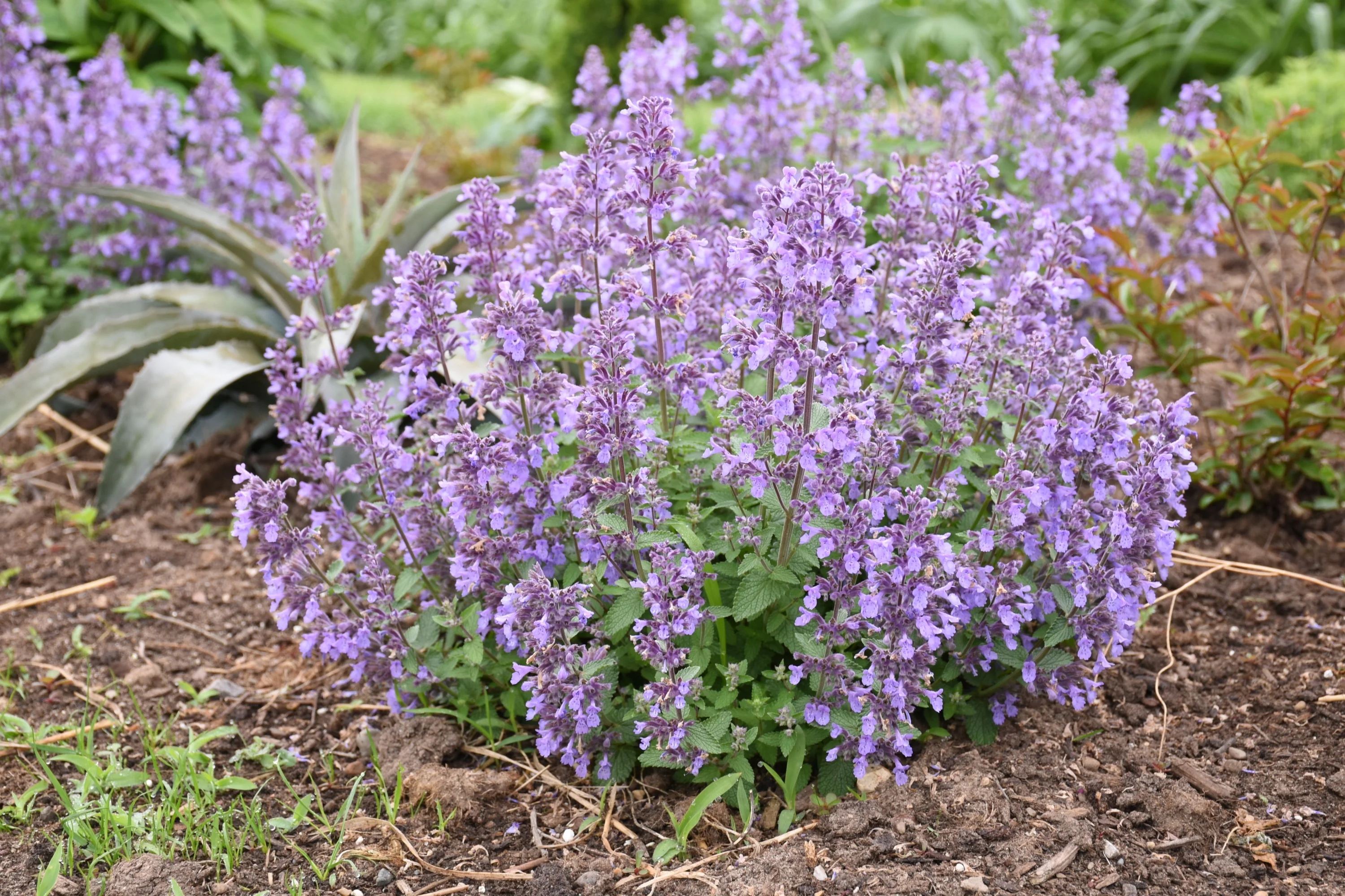 Picture Purrfect Catmint 2 Picture Purrfect Catmint