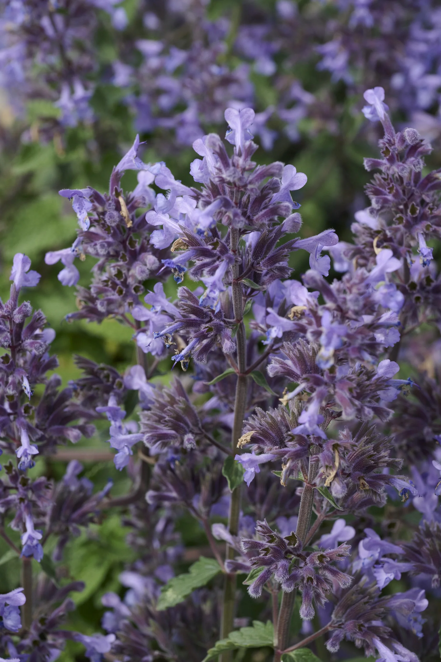 Picture Purrfect Catmint 3 Picture Purrfect Catmint