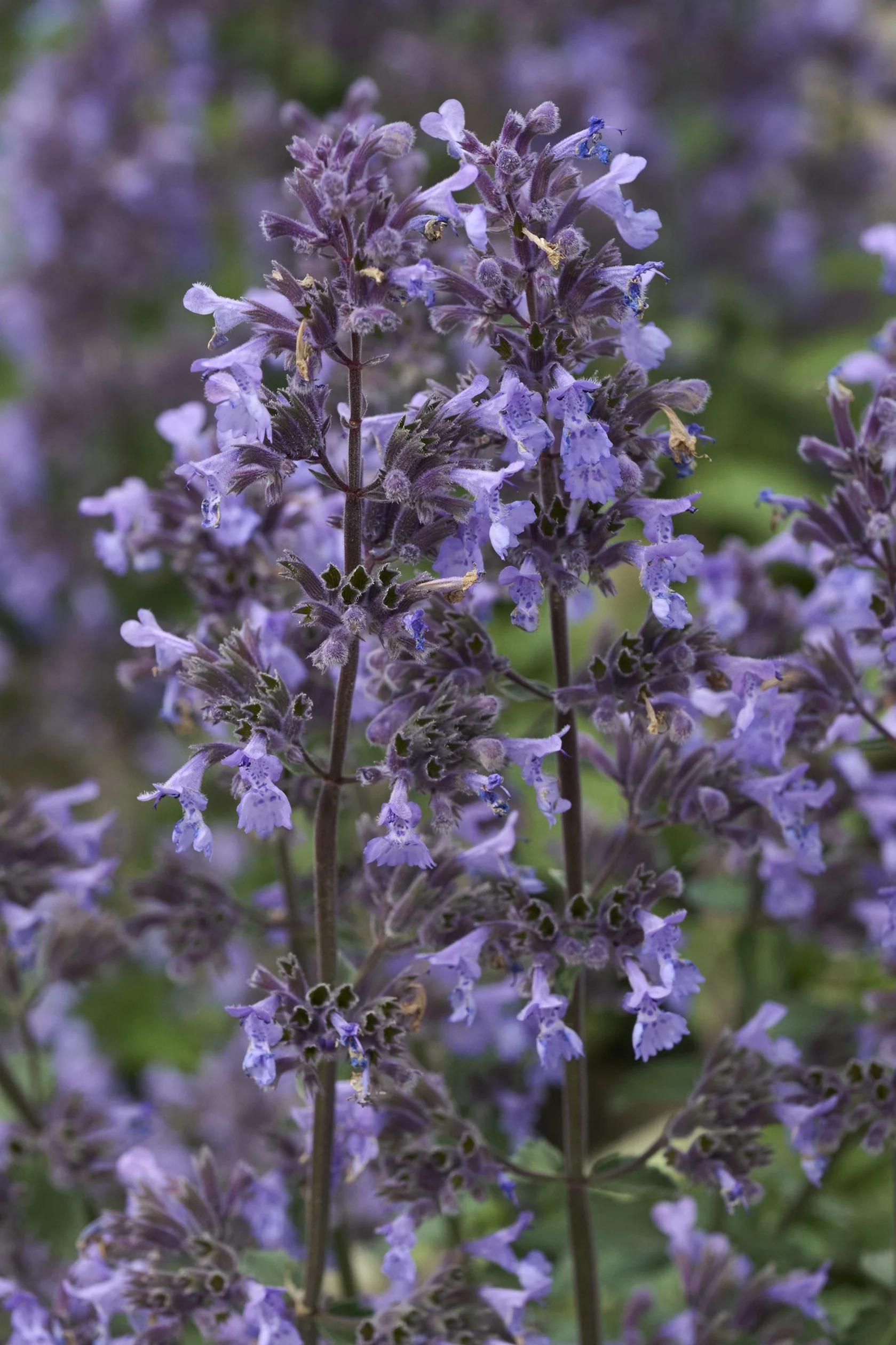 Picture Purrfect Catmint 4 Picture Purrfect Catmint